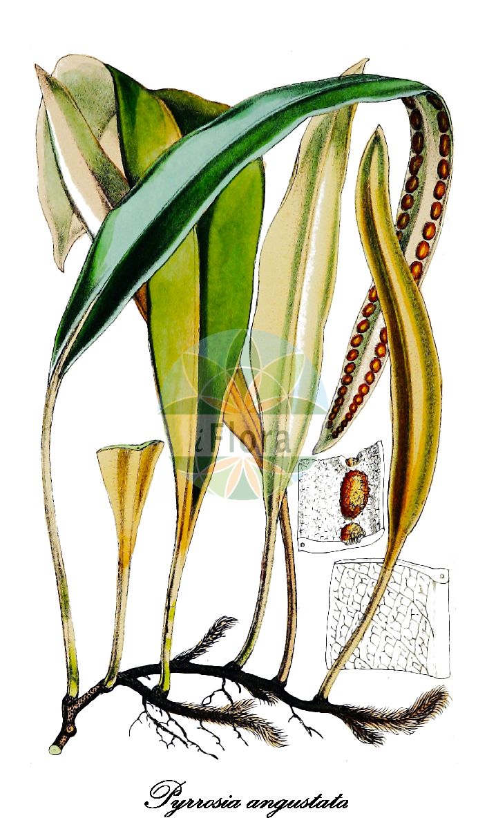 Historische Abbildung von Pyrrosia angustata. Das Bild zeigt Blatt, Bluete, Frucht und Same. ---- Historical Drawing of Pyrrosia angustata. The image is showing leaf, flower, fruit and seed.(Pyrrosia angustata,Pyrrosia,Polypodiaceae,Tüpfelfarngewächse,Polypody Family,Blatt,Bluete,Frucht,Same,leaf,flower,fruit,seed,Hooker (1862))