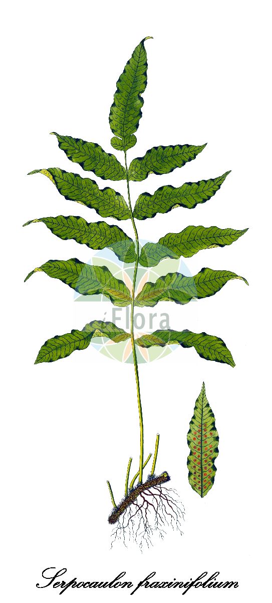 Historische Abbildung von Serpocaulon fraxinifolium. Das Bild zeigt Blatt, Bluete, Frucht und Same. ---- Historical Drawing of Serpocaulon fraxinifolium. The image is showing leaf, flower, fruit and seed.(Serpocaulon fraxinifolium,Serpocaulon,Polypodiaceae,Tüpfelfarngewächse,Polypody Family,Blatt,Bluete,Frucht,Same,leaf,flower,fruit,seed,von Jacquin (1781-1793))