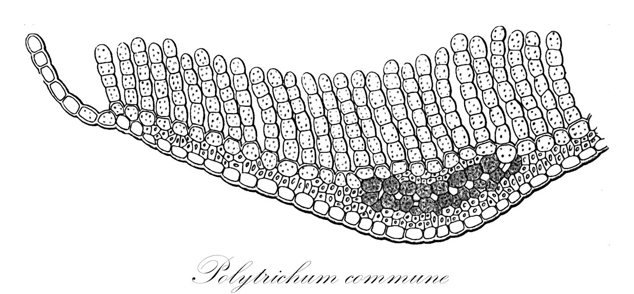 Polytrichum commune - Polytrichaceae,Plantae,Bryobiotina,Bryophyta,Polytrichopsida,Polytrichales,Polytrichaceae,Polytrichum,Polytrichum commune,Pogonatum madagassum, Polytrichum alpinum var. propinquum, Polytrichum assimile, Polytrichum autranii, Polytrichum brachypelma, Polytrichum buchananii, Polytrichum cataractarum, Polytrichum commune f. chalubinskii, Polytrichum commune f. falcifolium, Polytrichum commune f. fastigiatum, Polytrichum commune f. nigrescens, Polytrichum commune f. nigrescens, Polytrichum commune f. uliginosum, Polytrichum commune f. washingtonianum, Polytrichum commune subsp. cubicum, Polytrichum commune subsp. yuccifolium, Polytrichum commune var. alatauense, Polytrichum commune var. brevifolium, Polytrichum commune var. brevifolium, Polytrichum commune var. brevirostre, Polytrichum commune var. canadense, Polytrichum commune var. chalubinskii, Polytrichum commune var. commune, Polytrichum commune var. cubicum, Polytrichum commune var. deflexifolium, Polytrichum commune var. ehrenbergii, Polytrichum commune var. fastigiatum, Polytrichum commune var. minus, Polytrichum commune var. minus, Polytrichum commune var. montanum, Polytrichum commune var. nigrescens, Polytrichum commune var. pygmaeum, Polytrichum commune var. roemeri, Polytrichum commune var. scopularium, Polytrichum commune var. turfosum, Polytrichum commune var. uliginosum, Polytrichum commune var. yuccifolium, Polytrichum deflexifolium, Polytrichum elatum, Polytrichum flexicaule, Polytrichum flexicaule var. atrichoides, Polytrichum flexicaule var. flaccidogracile, Polytrichum glabrum, Polytrichum juccifolium, Polytrichum leonii, Polytrichum madagassum, Polytrichum mildbraedii, Polytrichum nigrescens, Polytrichum paludicola, Polytrichum paludicola, Polytrichum perigoniale var. nigrescens, Polytrichum propinquum, Polytrichum purpurascens, Polytrichum quadrangulare, Polytrichum radulifolium, Polytrichum remotifolium, Polytrichum subcarinatum, Polytrichum subformosum var. anomalum, Polytrichum subformosum var. yunnanense, Polytrichum subgracile, Polytrichum subremotifolium, Polytrichum swartzii var. nigrescens, Polytrichum uliginosum, Polytrichum yuccaefolium