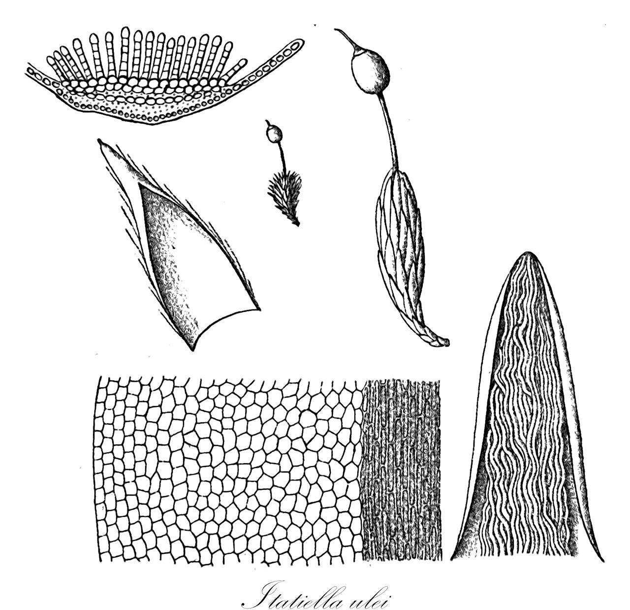 Itatiella ulei - Polytrichaceae,Plantae,Bryobiotina,Bryophyta,Polytrichopsida,Polytrichales,Polytrichaceae,Itatiella,Itatiella ulei,Psilopilum ulei