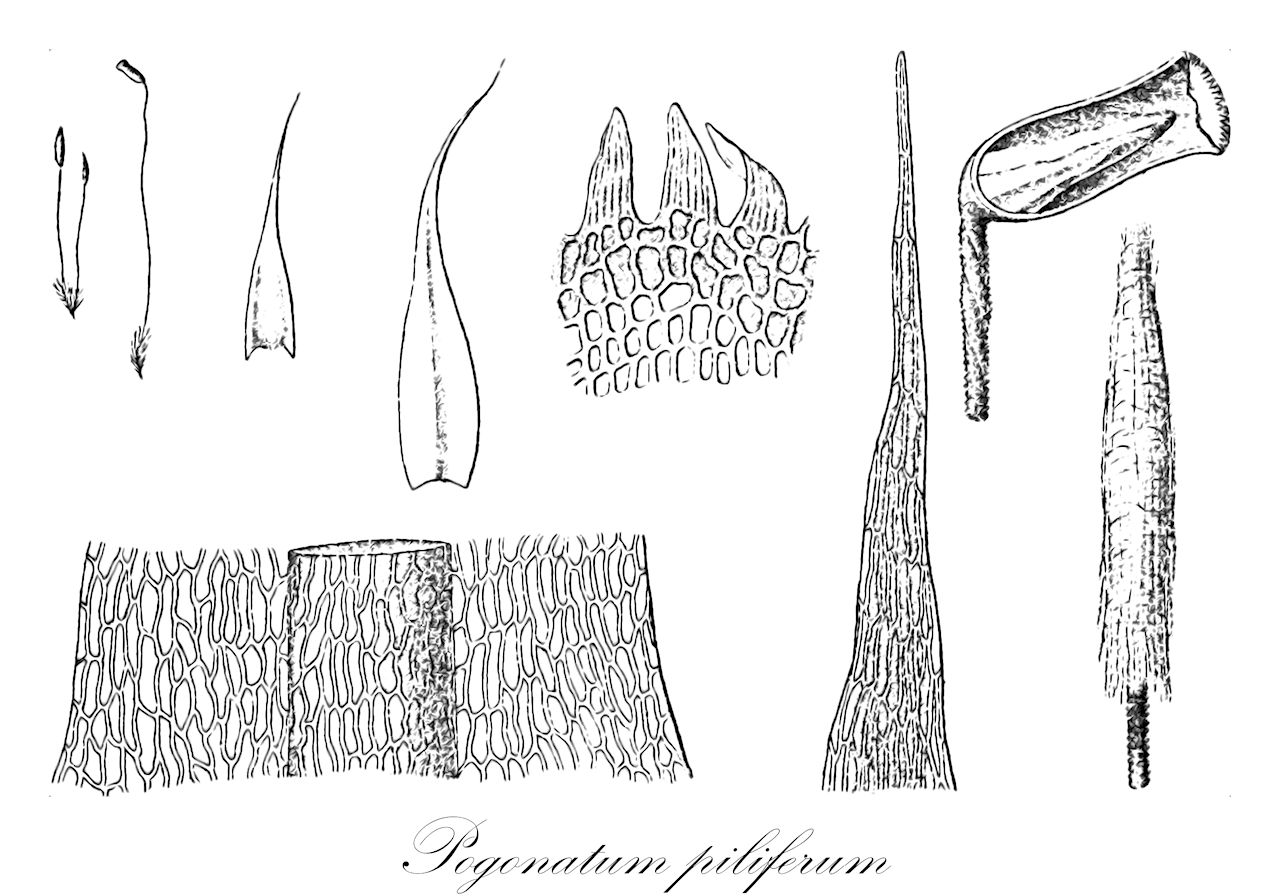 Pogonatum piliferum - Polytrichaceae,Plantae,Bryobiotina,Bryophyta,Polytrichopsida,Polytrichales,Polytrichaceae,Pogonatum,Pogonatum piliferum,Polytrichum dozyanum, Racelopus inermis, Racelopus pilifer