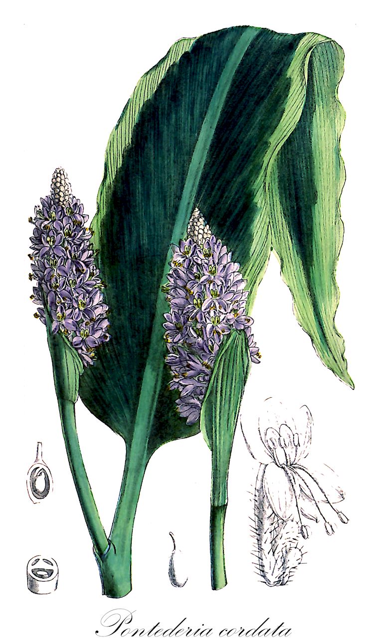 Pontederia cordata - Pontederiaceae,Plantae,Pteridobiotina,Angiosperms,Commelinales,Pontederiineae,Pontederiaceae,Pontederia,Pontederia subgen. Pontederia,Pontederia cordata,Narukila cordata, Narukila cordata var. lancifolia, Pontederia angustifolia, Pontederia cordata f. albiflora, Pontederia cordata f. angustifolia, Pontederia cordata f. bernardii, Pontederia cordata f. brasiliensis, Pontederia cordata f. cordata, Pontederia cordata f. latifolia, Pontederia cordata f. ovalis, Pontederia cordata f. taenia, Pontederia cordata var. albiflora, Pontederia cordata var. angustifolia, Pontederia cordata var. cordata, Pontederia cordata var. lanceolata, Pontederia cordata var. lancifolia, Pontederia cordata var. ovalis, Pontederia lanceolata, Pontederia lanceolata f. brasiliensis, Pontederia lanceolata f. trullifolia, Pontederia lanceolata var. vichadensis, Pontederia lancifolia, Pontederia maculata, Pontederia mucronata, Pontederia nymphaeifolia, Pontederia obtusifolia, Pontederia rotundifolia var. nymphaeifolia, Sagittaria cerulea, Umsema mucronata, Umsema obtusifolia, Unisema acutifolia, Unisema cordata, Unisema cordata f. angustifolia, Unisema cordata f. latifolia, Unisema deltifolia, Unisema heterophylla, Unisema lancifolia, Unisema lancifolia f. trullifolia, Unisema latifolia, Unisema media, Unisema media var. albiflora, Unisema mucronata, Unisema obliquata, Unisema obtusifolia, Unisema peduncularis, Unisema purshiana, Unisema rotundifolia, Unisema sagittata,Herzblättriges Hechtkraut;Pontederie;Herzblättriges Hechtkraut;Hechtkraut;langue du boeuf;pontédérie cordée;Pontédérie à feuilles cordées;Pontederia