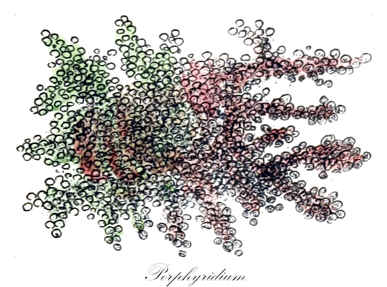 Porphyridium - Bangiaceae,Biota,Plantae,Rhodophyta,Rhodellophytina,Porphyridiophyceae,Porphyridiales,Porphyridiaceae,Porphyridium