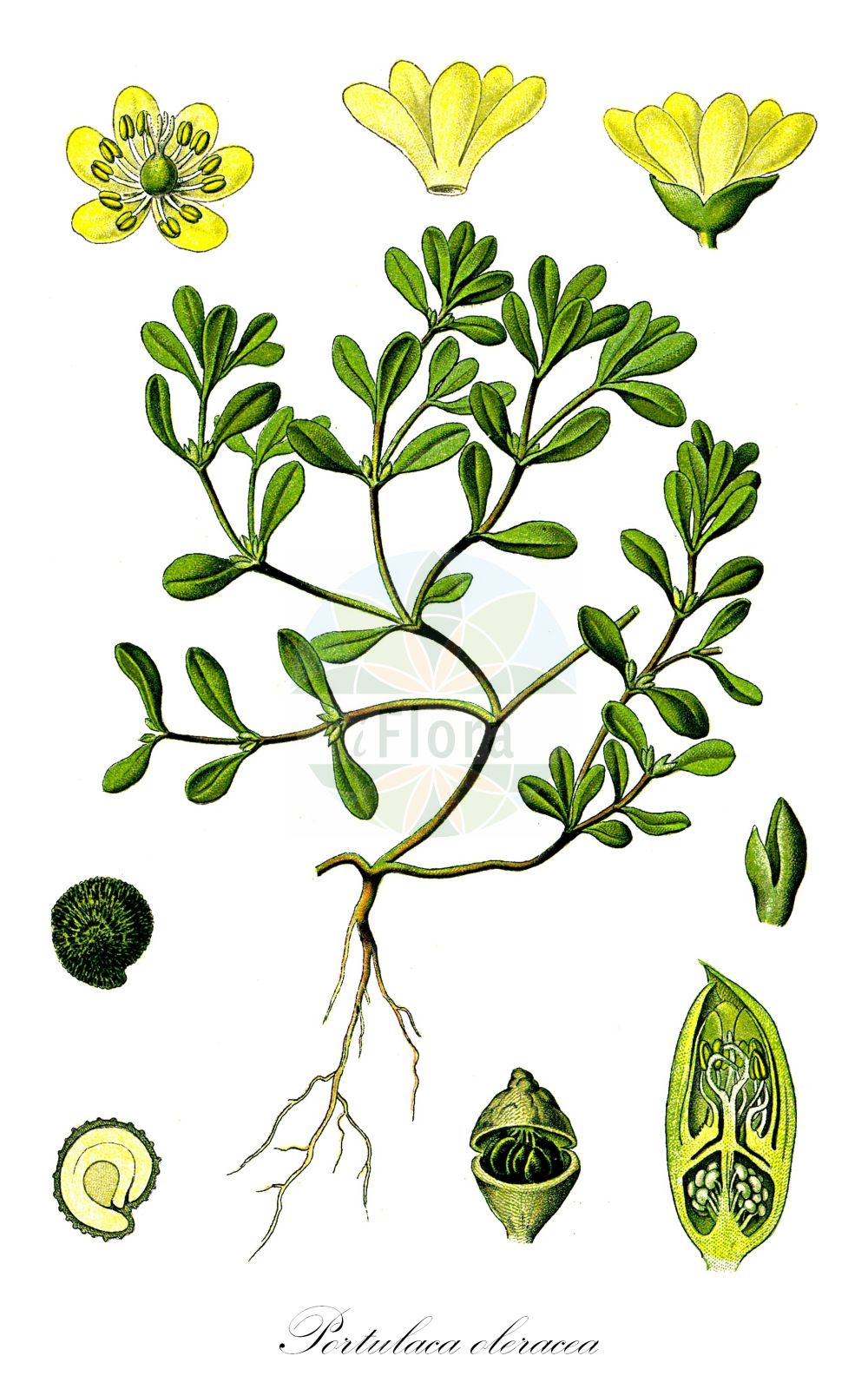 Historische Abbildung von Portulaca oleracea (Gemüse-Portulak - Common Purslane). Das Bild zeigt Blatt, Bluete, Frucht und Same. ---- Historical Drawing of Portulaca oleracea (Gemüse-Portulak - Common Purslane). The image is showing leaf, flower, fruit and seed.(Portulaca oleracea,Gemüse-Portulak,Common Purslane,Portulaca officinarum,Portulaca oleracea,Portulaca stellata,Gemuese-Portulak,Wilder Portulak,Common Purslane,Purslane,Little Hogweed,Fatweed,Portulaca,Portulak,Purslane,Portulacaceae,Portulakgewächse,Purslane family,Blatt,Bluete,Frucht,Same,leaf,flower,fruit,seed,Thomé (1885))