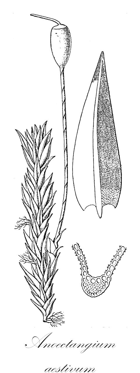 Anoectangium aestivum - Pottiaceae,Plantae,Bryobiotina,Bryophyta,Bryopsida,Dicranidae,Pottiales,Pottiaceae,Anoectangium,Anoectangium aestivum,Amphoridium peckii, Anictangium compactum, Anoectangium aestivum var. brevifolium, Anoectangium aestivum var. glaciale, Anoectangium apiculatum, Anoectangium basalticum, Anoectangium bellii, Anoectangium breutelianum, Anoectangium compactum, Anoectangium compactum f. brevifolium, Anoectangium compactum subsp. brevifolium, Anoectangium compactum var. alaskanum, Anoectangium compactum var. brevifolium, Anoectangium compactum var. brevifolium, Anoectangium compactum var. glaciale, Anoectangium condensatum, Anoectangium gradatum, Anoectangium haleakalae, Anoectangium haleakalae var. laxulum, Anoectangium harttiae, Anoectangium incrassatum, Anoectangium jamaicense, Anoectangium knyi, Anoectangium liebmannii, Anoectangium lombokense, Anoectangium marinum var. obrutum, Anoectangium peckii, Anoectangium pflanzii, Anoectangium skottsbergii, Anoectangium subclarum, Anoectangium torquescens, Aongstroemia nipponica, Bryum aestivum, Gymnostomum aestivum, Gymnostomum compactum, Gymnostomum curvirostrum var. luteolum, Gymnostomum guadalupense, Gymnostomum lamprocarpum, Gymnostomum luteolum, Gymnostomum tristichon, Harrisonia compacta, Hedwigia aestiva, Hedwigia compacta, Pleurozygodon aestivus, Pleurozygodon aestivus var. brevifolius, Zygodon bolleanus, Zygodon compactus, Zygodon haleakalae, Zygodon jamaicensis, Zygodon permollis