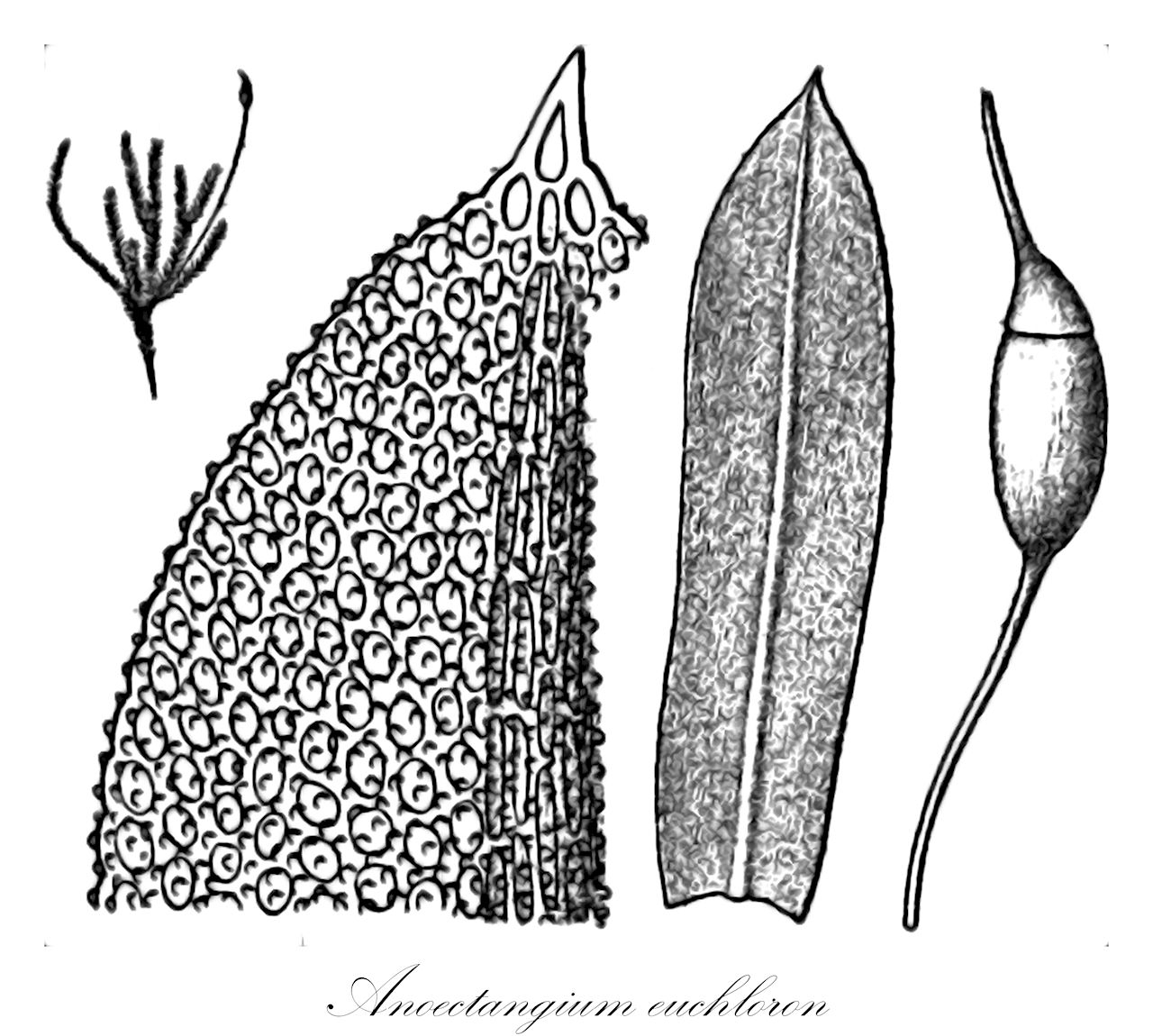 Anoectangium euchloron - Pottiaceae,Plantae,Bryobiotina,Bryophyta,Bryopsida,Dicranidae,Pottiales,Pottiaceae,Anoectangium,Anoectangium euchloron,Anoectangium brachyphyllum, Anoectangium euchloron f. elata, Anoectangium euchloron f. intermedia, Anoectangium tenellum, Gymnostomum euchloron, Zygodon euchloros, Zygodon pusillus, Zygodon tenellus