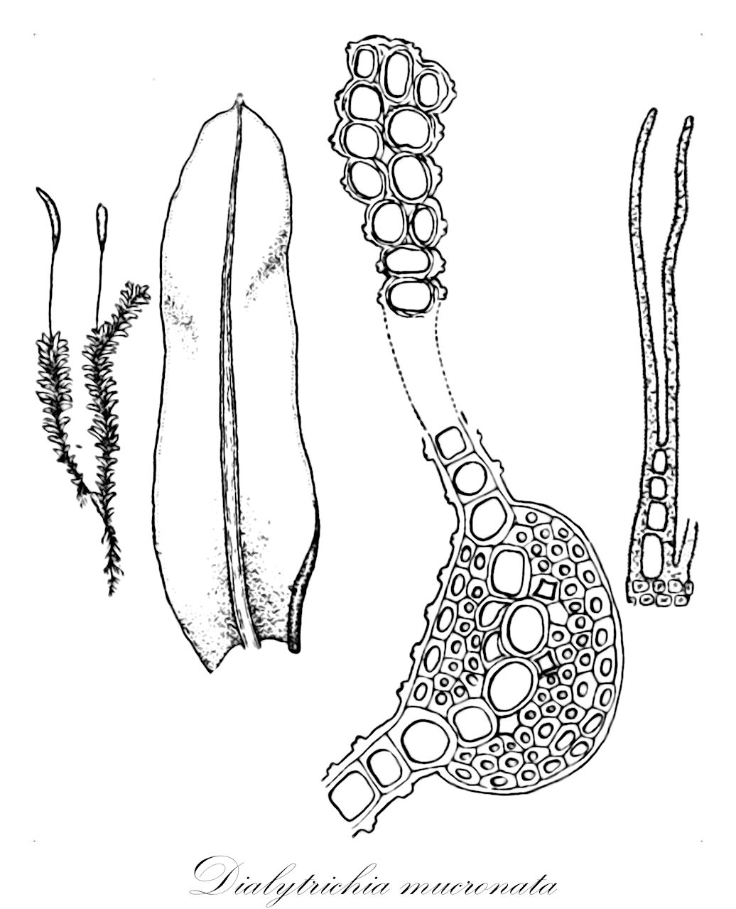 Dialytrichia mucronata - Pottiaceae,Plantae,Bryobiotina,Bryophyta,Bryopsida,Dicranidae,Pottiales,Pottiaceae,Dialytrichia,Dialytrichia mucronata,Barbula brebissonii, Barbula mucronata, Barbula mucronata var. conferta, Barbula romana, Barbula unguiculata var. latifolia, Cinclidotus brebissonii, Cinclidotus mucronatus, Cinclidotus mucronatus var. confertus, Cinclidotus riparius var. terrestris, Desmatodon dichotomus, Dialytrichia brebissonii, Dialytrichia brebissonii var. pumila, Dialytrichia mucronata var. conferta, Didymodon cinclidotus, Guembelia riparia var. terrestris, Racomitrium flavipes, Tortula brebissonii, Tortula mucronata, Trichostomum flavipes