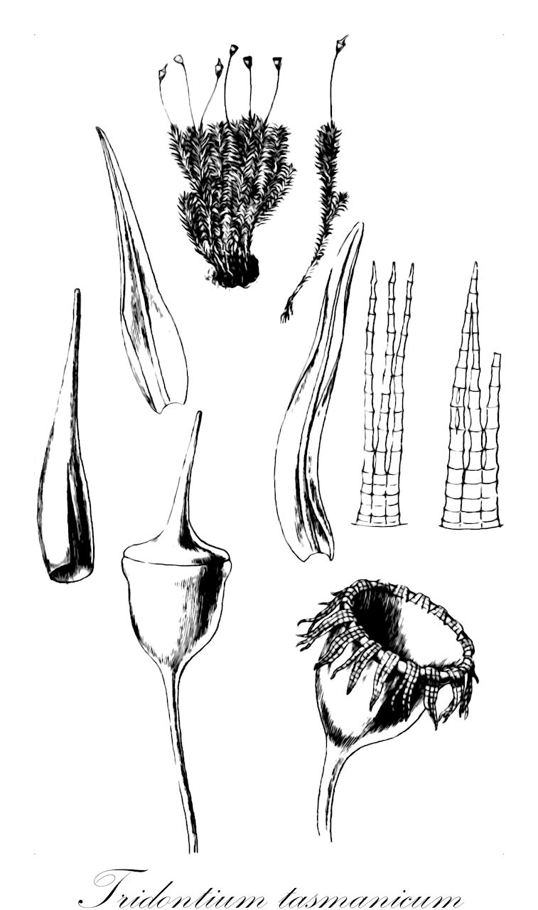 Tridontium tasmanicum - Pottiaceae,Plantae,Bryobiotina,Bryophyta,Bryopsida,Dicranidae,Pottiales,Pottiaceae,Tridontium,Tridontium tasmanicum,Cinclidotus australis, Dichodontium tasmanicum, Dicranella lancifolia, Dicranella rostrata, Dicranum kowaiense, Dicranum lancifolium, Dicranum rostratum, Dicranum tasmanicum, Didymodon tasmanicus, Glyphomitrium latifolium, Gymnostomum brotherusii, Ptychomitrium latifolium, Weissia lancifolia, Weissia weymouthii var. lancifolia