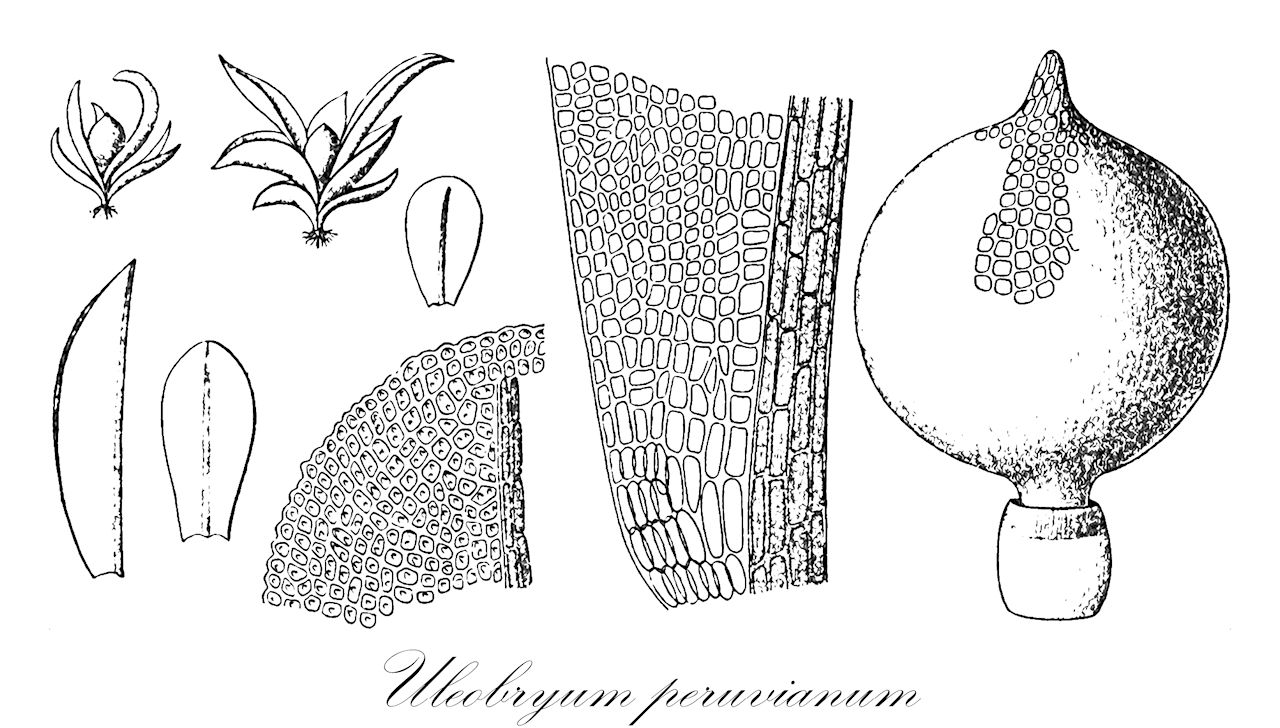 Uleobryum peruvianum - Pottiaceae,Plantae,Bryobiotina,Bryophyta,Bryopsida,Dicranidae,Pottiales,Pottiaceae,Uleobryum,Uleobryum peruvianum,Phascum brittoniae, Phascum sessile