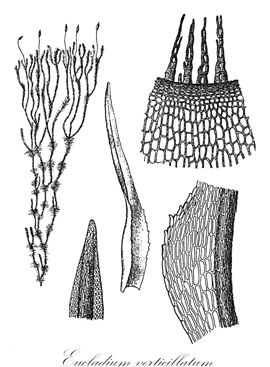 Eucladium verticillatum - Pottiaceae,Plantae,Bryobiotina,Bryophyta,Bryopsida,Dicranidae,Pottiales,Pottiaceae,Eucladium,Eucladium verticillatum,Barbula atlantica, Bryum verticillatum, Coscinodon elongatus, Coscinodon verticillatus, Eucladium angustifolium, Eucladium commutatum, Eucladium styriacum, Eucladium verticillatum f. clinotheca, Eucladium verticillatum f. crispum, Eucladium verticillatum f. gracile, Eucladium verticillatum f. inundatum, Eucladium verticillatum f. laetevirens, Eucladium verticillatum f. thermale, Eucladium verticillatum f. viridissimum, Eucladium verticillatum subsp. crassinervium, Eucladium verticillatum subsp. styriacum, Eucladium verticillatum var. acuminatum, Eucladium verticillatum var. angustifolium, Eucladium verticillatum var. angustifolium, Eucladium verticillatum var. brevifolium, Eucladium verticillatum var. clinotheca, Eucladium verticillatum var. commutatum, Eucladium verticillatum var. crassinervium, Eucladium verticillatum var. crispatulum, Eucladium verticillatum var. crispum, Eucladium verticillatum var. dalmaticum, Eucladium verticillatum var. inundatum, Eucladium verticillatum var. laetevirens, Eucladium verticillatum var. latebricola, Eucladium verticillatum var. michelettii, Eucladium verticillatum var. obtusatum, Eucladium verticillatum var. obtusifolium, Eucladium verticillatum var. penicilliforme, Eucladium verticillatum var. recurvatum, Eucladium verticillatum var. styriacum, Grimmia fragilis, Grimmia verticillata, Mollia verticillata, Mollia welwitschii, Tortula atlantica, Tortula verticillata, Weissia verticillata, Weissia verticillata var. sterilis, Weissia welwitschii