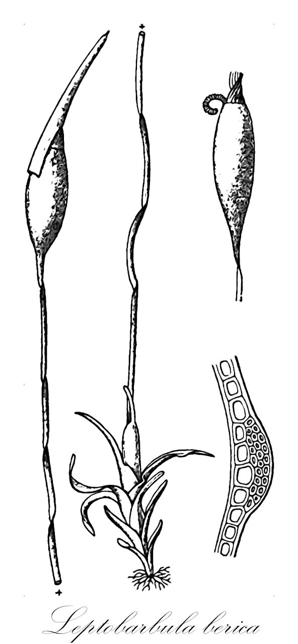 Leptobarbula berica - Pottiaceae,Plantae,Bryobiotina,Bryophyta,Bryopsida,Dicranidae,Pottiales,Pottiaceae,Leptobarbula,Leptobarbula berica,Barbula tenuis, Leptobarbula berica var. meridionalis, Leptobarbula berica var. winteri, Leptobarbula meridionalis, Leptobarbula winteri, Leptotrichum bericum, Mollia berica, Mollia winteri, Streblotrichum bericum, Streblotrichum tenue, Tortula berica, Trichostomum bericum, Trichostomum winteri