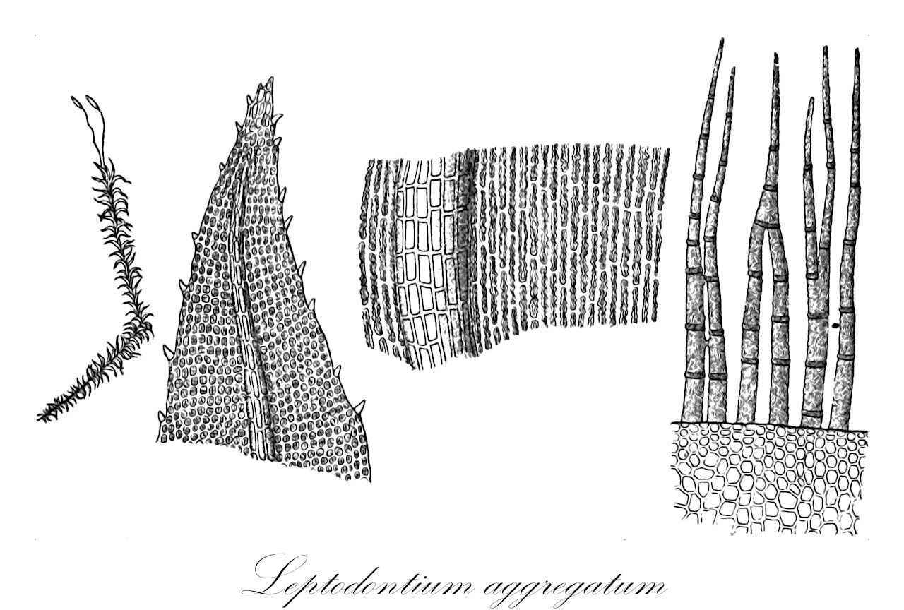 Leptodontium aggregatum - Pottiaceae,Plantae,Bryobiotina,Bryophyta,Bryopsida,Dicranidae,Pottiales,Pottiaceae,Leptodontium,Leptodontium aggregatum,Didymodon aggregatus, Leptodontium hyalinum, Leptodontium hyalinum, Leptodontium taiwanense, Trichostomum aggregatum, Williamsiella aggregata