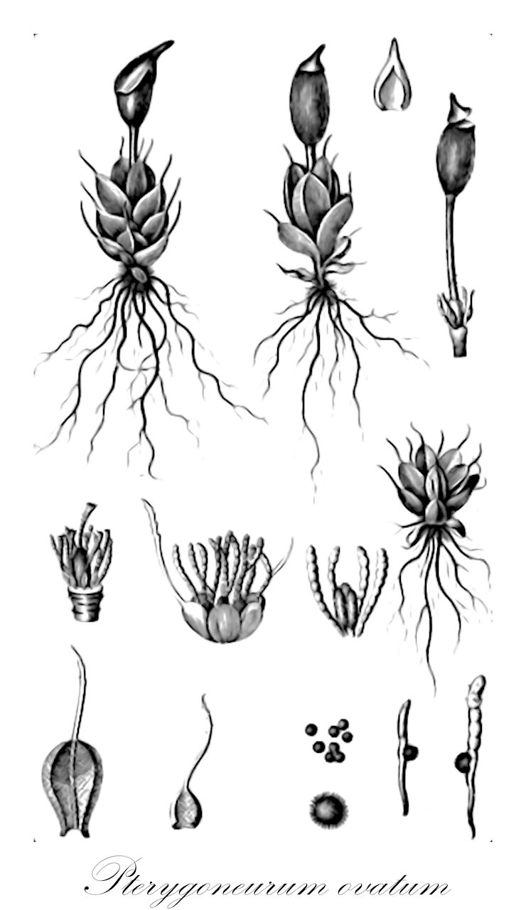 Pterygoneurum ovatum - Pottiaceae,Plantae,Bryobiotina,Bryophyta,Bryopsida,Dicranidae,Pottiales,Pottiaceae,Pterygoneurum,Pterygoneurum ovatum,Aloina pusilla, Barbula cavifolia, Bryum ovatum, Desmatodon cavifolius, Fiedleria pusilla, Gymnostomum ovatum, Gymnostomum ovatum var. detonsum, Gymnostomum ovatum var. epilosum, Gymnostomum ovatum var. incanum, Gymnostomum ovatum var. longicapsulum, Gymnostomum ovatum var. mucronulatum, Gymnostomum ovatum var. oblongum, Gymnostomum ovatum var. vulgare, Gymnostomum pulvinatum, Hymenostylium aestivum, Pottia cavifolia, Pottia cavifolia var. epilosa, Pottia cavifolia var. imbricata, Pottia cavifolia var. incana, Pottia cavifolia var. longipilosa, Pottia cavifolia var. mucronulata, Pottia cavifolia var. oblonga, Pottia cavifolia var. perraldieri, Pottia mouretii, Pottia pilifera, Pottia pusilla, Pottia pusilla var. incana, Pterygoneurum cavifolium, Pterygoneurum cavifolium f. crossidioides, Pterygoneurum cavifolium f. longisetum, Pterygoneurum cavifolium f. majus, Pterygoneurum cavifolium f. minimum, Pterygoneurum cavifolium f. minus, Pterygoneurum cavifolium var. epilosum, Pterygoneurum cavifolium var. incanum, Pterygoneurum cavifolium var. longipilosa, Pterygoneurum cavifolium var. longipilum, Pterygoneurum cavifolium var. muticum, Pterygoneurum cavifolium var. perraldieri, Pterygoneurum cavifolium var. polycarpum, Pterygoneurum crossidioides, Pterygoneurum ovatum f. crossidioides, Pterygoneurum ovatum f. epilosum, Pterygoneurum ovatum f. incanum, Pterygoneurum ovatum f. longisetum, Pterygoneurum ovatum f. majus, Pterygoneurum ovatum f. minimum, Pterygoneurum ovatum f. polycarpum, Pterygoneurum ovatum var. ovatum, Pterygoneurum ovatum var. perraldieri, Pterygoneurum pusillum, Pterygoneurum pusillum var. brevisetum, Pterygoneurum pusillum var. incanum, Pterygoneurum squamosum, Ptychostomum ovatum, Stegonia mouretii, Stegonia mouretii var. crinita, Tortula ovata, Tortula pusilla, Tortula pusilla var. incana, Tortula pusilla var. perraldieri