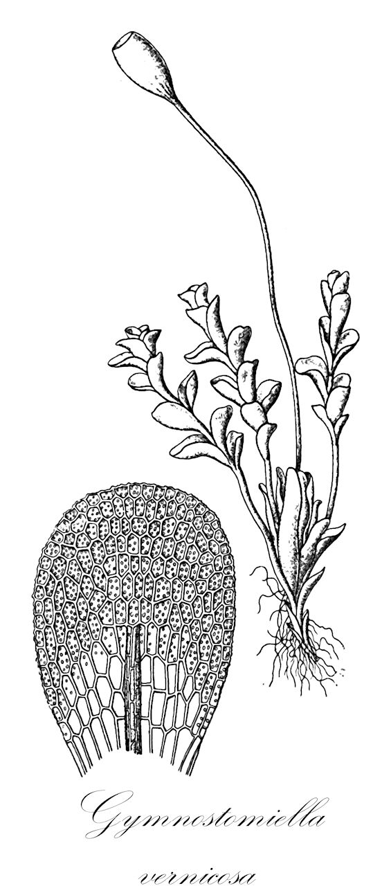 Gymnostomiella vernicosa - Pottiaceae,Plantae,Bryobiotina,Bryophyta,Bryopsida,Dicranidae,Pottiales,Pottiaceae,Gymnostomiella,Gymnostomiella vernicosa,Gymnostomiella orcuttii, Gymnostomum vernicosum, Hymenostylium vernicosum, Pottia vernicosa