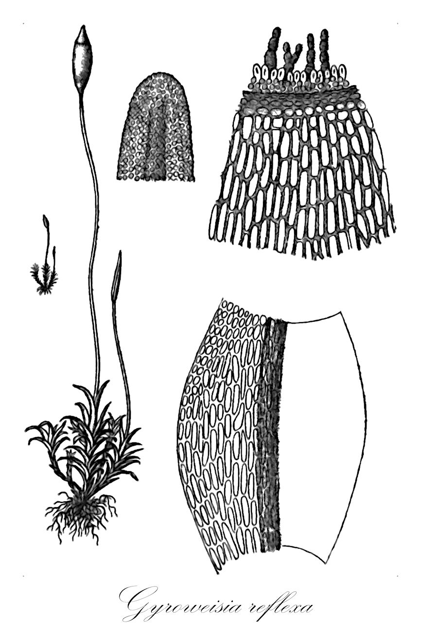 Gyroweisia reflexa - Pottiaceae,Plantae,Bryobiotina,Bryophyta,Bryopsida,Dicranidae,Pottiales,Pottiaceae,Gyroweisia,Gyroweisia reflexa,Anacalypta reflexa, Gymnostomum irretitum, Mollia reflexa, Trichostomum reflexum, Weisiodon reflexus, Weissia reflexa, Weissia tenuis subsp. reflexa