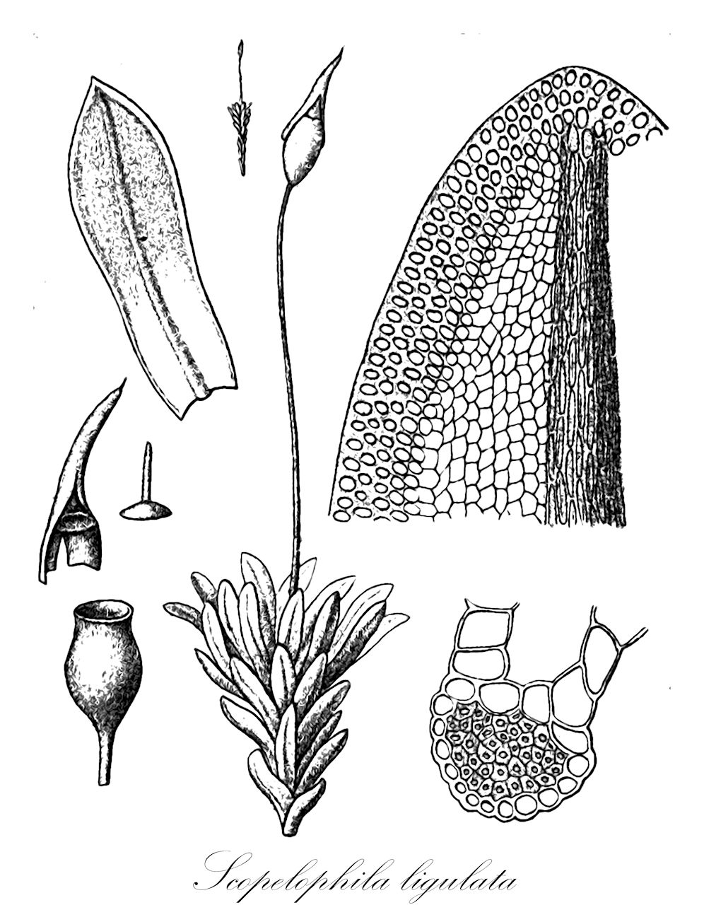 Scopelophila ligulata - Pottiaceae,Plantae,Bryobiotina,Bryophyta,Bryopsida,Dicranidae,Pottiales,Pottiaceae,Scopelophila,Scopelophila ligulata,Encalypta ligulata, Hyophila agoyanensis, Hyophila amblyphylla, Merceya acutiuscula, Merceya agoyanensis, Merceya bacanii, Merceya difficilis, Merceya duthiei, Merceya japonica, Merceya kiushiana, Merceya ligulata, Merceya ligulata var. acutiuscula, Merceya ligulata var. bartramii, Merceya mollissima, Merceya serrulata, Merceya serrulata var. latifolia, Merceya sikokiana, Merceya simlaensis, Merceya sulfatarae, Merceya termalis, Merceya tubulosa, Merceyopsis sikokiana, Scopelophila acutiuscula, Scopelophila agoyanensis, Scopelophila duthiei, Scopelophila simlaensis, Weissia agoyanensis, Zygodon ligulatus