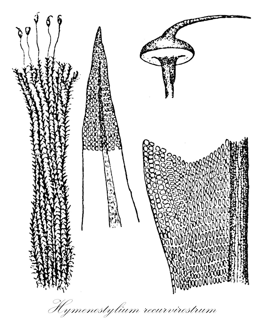 Hymenostylium recurvirostrum - Pottiaceae,Plantae,Bryobiotina,Bryophyta,Bryopsida,Dicranidae,Pottiales,Pottiaceae,Hymenostylium,Hymenostylium recurvirostrum,Amblystegium filicinum var. lacustre, Amphidium mougeotii var. formosicum, Amphoridium mougeotii var. formosicum, Anoectangium anomalum, Anoectangium anomalum var. trifarium, Anoectangium eggersii, Anoectangium flexuosum, Anoectangium flexuosum var. gracile, Anoectangium fuscum, Anoectangium patagonicum, Anoectangium sellae, Anoectangium sordidum, Ardeuma diversifolium, Ardeuma recurvirostrum, Ardeuma sinense, Barbula curvirostris, Barbula curvirostris f. commutata, Barbula curvirostris f. laeviuscula, Barbula curvirostris f. scabra, Barbula curvirostris var. commutata, Barbula curvirostris var. laeviuscula, Barbula svihlae, Bryum fasciculatum, Bryum stelligerum, Cynodontium asperellum, Eucladium curvirostre, Eucladium curvirostre var. commutatum, Eucladium curvirostre var. scabrum, Eucladium recurvirostre, Eucladium recurvirostre var. commutatum, Eucladium recurvirostre var. scabrum, Gymnostomum aeruginosum f. stelligerum, Gymnostomum atro-viride, Gymnostomum brevisetum, Gymnostomum calcareum var. brevisetum, Gymnostomum commutatum, Gymnostomum curvirostrum, Gymnostomum curvirostrum f. serrulatum, Gymnostomum curvirostrum var. anoectangioides, Gymnostomum curvirostrum var. brevisetum, Gymnostomum curvirostrum var. cataractarum, Gymnostomum curvirostrum var. commutatum, Gymnostomum curvirostrum var. laeviusculum, Gymnostomum curvirostrum var. microcarpon, Gymnostomum curvirostrum var. nitidulum, Gymnostomum curvirostrum var. pallidisetum, Gymnostomum curvirostrum var. pomiforme, Gymnostomum curvirostrum var. scabrum, Gymnostomum globosum, Gymnostomum kunzeanum, Gymnostomum longirostre, Gymnostomum microcarpon, Gymnostomum microcarpon var. elongatum, Gymnostomum microcarpon var. pallidisetum, Gymnostomum microcarpon var. pomiforme, Gymnostomum orizabanum, Gymnostomum pallidisetum, Gymnostomum pomiforme, Gymnostomum recurvirostrum, Gymnostomum recurvirostrum var. cataractarum, Gymnostomum recurvirostrum var. commutatum, Gymnostomum recurvirostrum var. latifolium, Gymnostomum recurvirostrum var. recurvirostrum, Gymnostomum recurvirostrum var. scabrum, Gymnostomum rupestre f. stelligerum, Gymnostomum rupestre var. latifolium, Gymnostomum rupestre var. pallidisetum, Gymnostomum rupestre var. riparium, Gymnostomum rupestre var. stelligerum, Gymnostomum scabrum, Gymnostomum stelligerum, Gymnostomum uvidum, Gymnostomum venezuelense, Gyroweisia tophicola, Hymenostomum commutatum, Hymenostylium collenchymaticum, Hymenostylium commutatum, Hymenostylium contextum, Hymenostylium crustaceum, Hymenostylium curvirostrum, Hymenostylium curvirostrum f. brevisetum, Hymenostylium curvirostrum f. megalosporum, Hymenostylium curvirostrum f. pomiforme, Hymenostylium curvirostrum var. anoectangioides, Hymenostylium curvirostrum var. bicolor, Hymenostylium curvirostrum var. cataractarum, Hymenostylium curvirostrum var. commutatum, Hymenostylium curvirostrum var. laeviusculum, Hymenostylium curvirostrum var. microcarpon, Hymenostylium curvirostrum var. minimum, Hymenostylium curvirostrum var. pallidisetum, Hymenostylium curvirostrum var. scabrum, Hymenostylium curvirostrum var. sendtnerianiforme, Hymenostylium curvirostrum var. sinense, Hymenostylium diversifolium, Hymenostylium eggersii, Hymenostylium firmum, Hymenostylium glaucum, Hymenostylium kunzeanum, Hymenostylium longirostre, Hymenostylium longo-pulvinatum, Hymenostylium luzonense var. minus, Hymenostylium nanangium, Hymenostylium pellucidum, Hymenostylium pseudorupestre, Hymenostylium recurvirostrum f. laeviusculum, Hymenostylium recurvirostrum f. megalosporum, Hymenostylium recurvirostrum f. microcarpon, Hymenostylium recurvirostrum f. minimum, Hymenostylium recurvirostrum f. pallidisetum, Hymenostylium recurvirostrum f. serrulatum, Hymenostylium recurvirostrum var. anoectangioides, Hymenostylium recurvirostrum var. cataractarum, Hymenostylium recurvirostrum var. commutatum, Hymenostylium recurvirostrum var. latifolium, Hymenostylium recurvirostrum var. recurvirostrum, Hymenostylium recurvirostrum var. scabrum, Hymenostylium recurvirostrum var. sendtnerianiforme, Hymenostylium scabrum, Hymenostylium sinense, Hymenostylium sordidum, Hypnum filicinum var. lacustre, Leptodontium angustinerve, Molendoa sordida, Pottia glauca, Pottia kunzeana, Pottia longirostris, Pottia nanangia, Trichostomum crustaceum, Trichostomum rupestre var. stelligerum, Weissia breviseta, Weissia commutata, Weissia curvirostris, Weissia curvirostris f. laeviuscula, Weissia curvirostris var. cataractarum, Weissia curvirostris var. commutata, Weissia curvirostris var. curvipes, Weissia curvirostris var. microcarpa, Weissia curvirostris var. pallidiseta, Weissia curvirostris var. pomiformis, Weissia curvirostris var. scabra, Weissia longirostris, Weissia recurvirostris, Weissia rupestris var. stelligera, Weissia tophicola, Weissia venezuelensis, Zygodon eggersii, Zygodon firmus