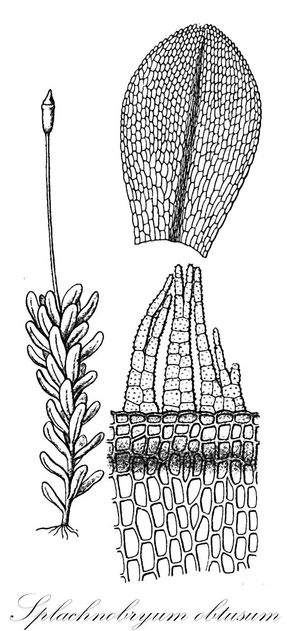 Splachnobryum obtusum - Pottiaceae,Plantae,Bryobiotina,Bryophyta,Bryopsida,Dicranidae,Pottiales,Pottiaceae,Splachnobryum,Splachnobryum obtusum,Didymodon flaccidus, Didymodon splachnifolius, Dissodon rotundifolius, Entosthodon minimus, Pottia flaccida, Splachnobryum atrovirens, Splachnobryum baileyi, Splachnobryum bernoullii, Splachnobryum boivinii, Splachnobryum corbieri, Splachnobryum crenulatulum, Splachnobryum crenulatum, Splachnobryum delicatulum, Splachnobryum elatum, Splachnobryum flaccidum, Splachnobryum geheebii, Splachnobryum indicum, Splachnobryum inundatum, Splachnobryum julaceum, Splachnobryum leoni, Splachnobryum ligulifolium, Splachnobryum lorentzii, Splachnobryum luzonense, Splachnobryum mariei, Splachnobryum ovalifolium, Splachnobryum pacificum, Splachnobryum schofieldii, Splachnobryum splachnifolium, Splachnobryum spruceanum, Splachnobryum stuartii, Splachnobryum suborbifolium, Splachnobryum wrightii, Splachnobryum wullschlaegelii, Syrrhopodon obtusus, Weissia flaccida, Weissia obtusa, Weissia splachnifolia