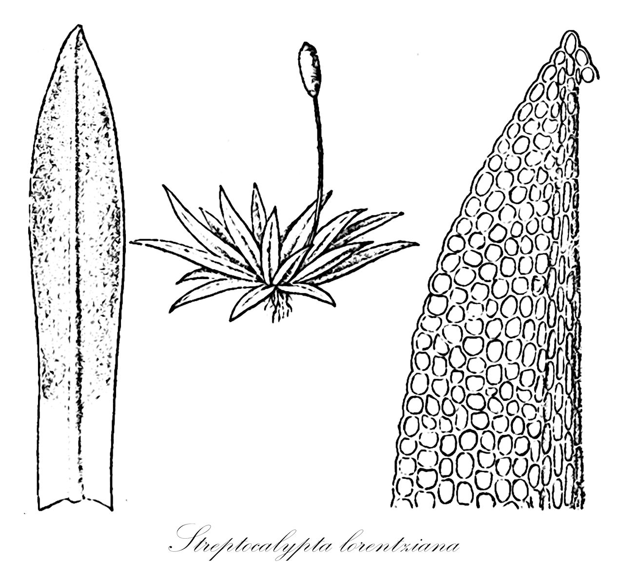 Streptocalypta lorentziana - Pottiaceae,Plantae,Bryobiotina,Bryophyta,Bryopsida,Dicranidae,Pottiales,Pottiaceae,Streptocalypta,Streptocalypta lorentziana,Streptocalypta lorentzii