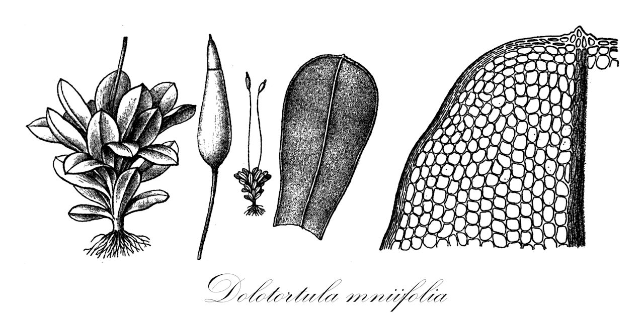 Dolotortula mniifolia - Pottiaceae,Plantae,Bryobiotina,Bryophyta,Bryopsida,Dicranidae,Pottiales,Pottiaceae,Dolotortula,Dolotortula mniifolia,Barbula mniifolia, Mnium cardotii, Tortula mniifolia