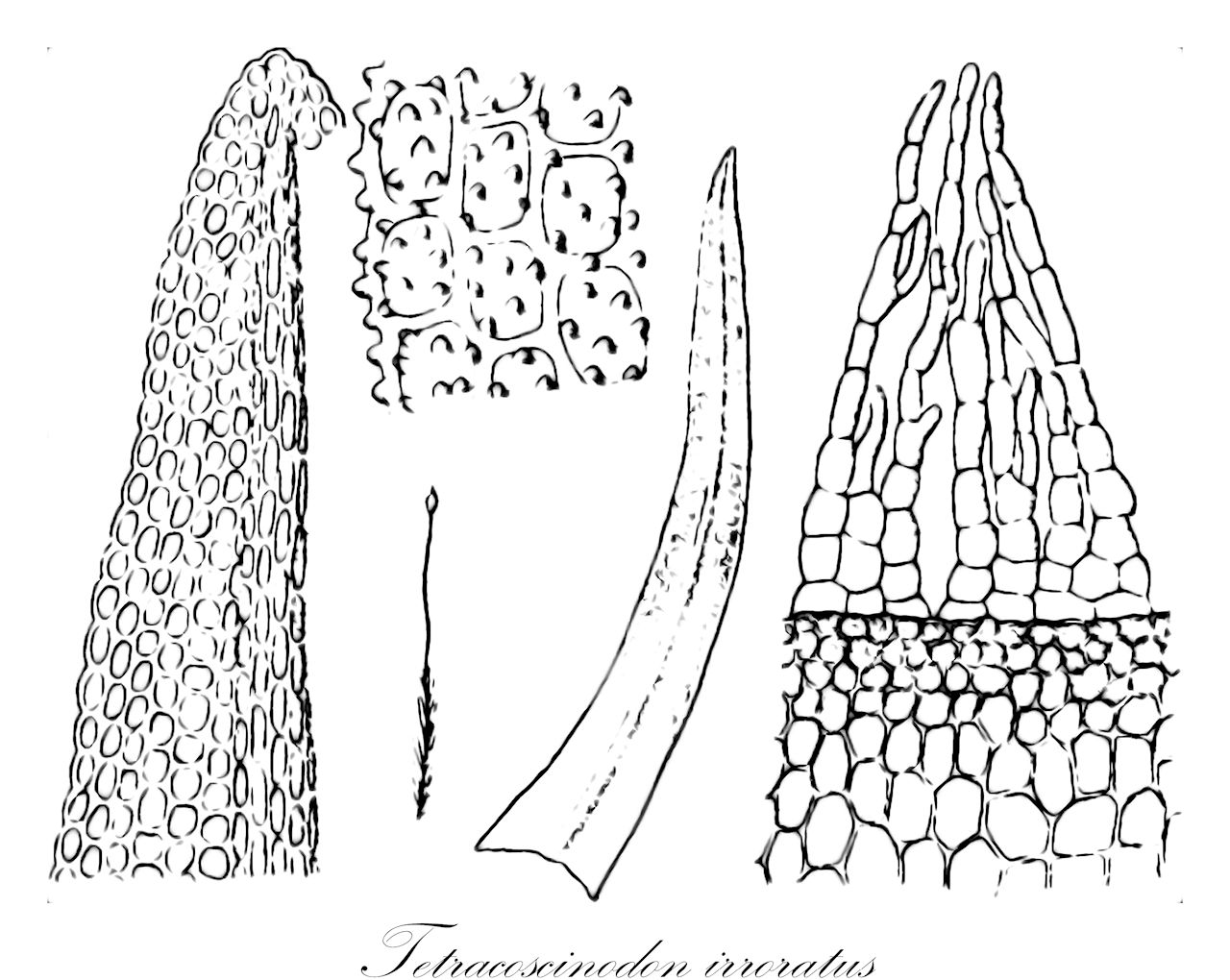 Tetracoscinodon irroratus - Pottiaceae,Plantae,Bryobiotina,Bryophyta,Bryopsida,Dicranidae,Pottiales,Pottiaceae,Tetracoscinodon,Tetracoscinodon irroratus,Dicranum gulliverii, Eucladium irroratum, Tetracoscinodon hectorii, Weissia irrorata, Weissia petriei