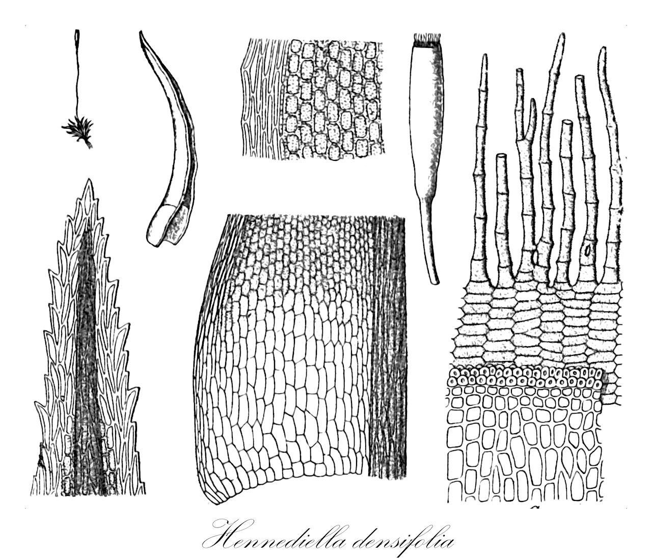 Hennediella densifolia - Pottiaceae,Plantae,Bryobiotina,Bryophyta,Bryopsida,Dicranidae,Pottiales,Pottiaceae,Hennediella,Hennediella densifolia,Barbula densifolia, Neobarbula magellanica, Tortula densifolia