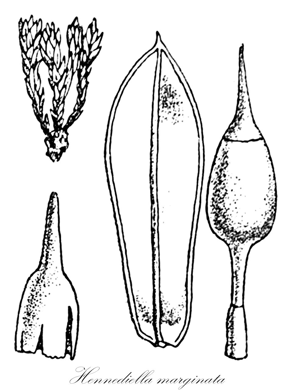 Hennediella marginata - Pottiaceae,Plantae,Bryobiotina,Bryophyta,Bryopsida,Dicranidae,Pottiales,Pottiaceae,Hennediella,Hennediella marginata,Pharomitrium marginatum, Schistidium marginatum, Streptopogon marginatus, Willia marginata