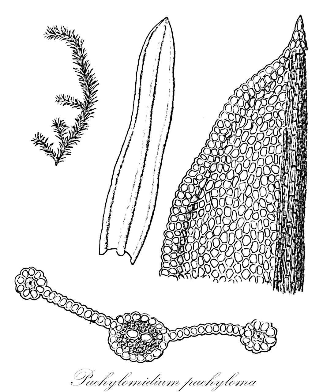 Pachylomidium pachyloma - Pottiaceae,Plantae,Bryobiotina,Bryophyta,Bryopsida,Dicranidae,Pottiales,Pottiaceae,Pachylomidium,Pachylomidium pachyloma,Barbula pachyloma, Cinclidotus involutus