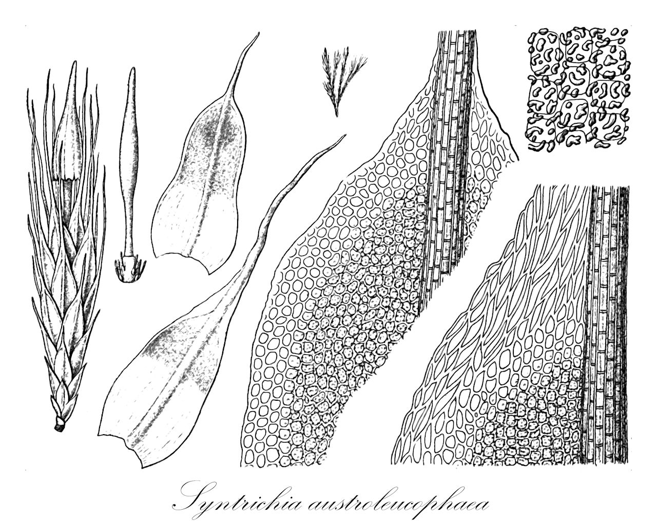 Syntrichia austroleucophaea - Pottiaceae,Plantae,Bryobiotina,Bryophyta,Bryopsida,Dicranidae,Pottiales,Pottiaceae,Syntrichia,Syntrichia austroleucophaea,Grimmia austroleucophaea, Willia austroleucophaea, Willia grimmioides, Willia senilis