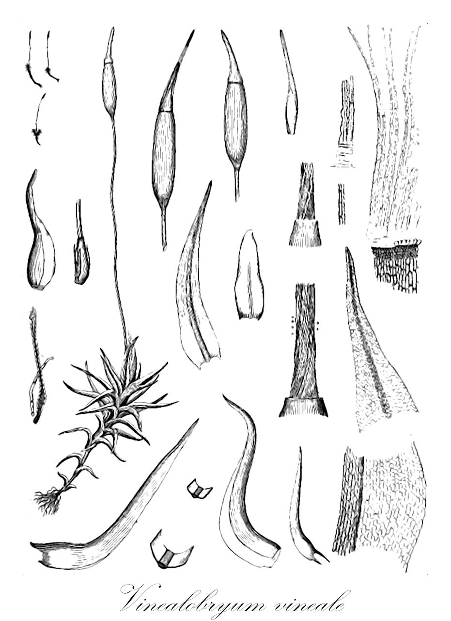 Vinealobryum vineale - Pottiaceae,Plantae,Bryobiotina,Bryophyta,Bryopsida,Dicranidae,Pottiales,Pottiaceae,Vinealobryum,Vinealobryum vineale,Barbula altipes, Barbula artocarpa, Barbula bakeri, Barbula bourgaeana, Barbula chrysochaete, Barbula circinnatula, Barbula cylindrica subsp. vinealis, Barbula cylindrica subsp. vinealis, Barbula dieckii, Barbula elbertii, Barbula ellipsithecia, Barbula fallax var. vinealis, Barbula flexifolia, Barbula horridifolia, Barbula lateritia, Barbula lozanoi, Barbula magnifolia, Barbula nipponica, Barbula pachydictyon, Barbula pseudorigidula, Barbula rectifolia, Barbula robustifolia, Barbula salazarensis, Barbula schensiana, Barbula schensiana var. longifolia, Barbula schensiana var. tenuissima, Barbula semitorta, Barbula subcontorta, Barbula subcylindrica, Barbula subfallax, Barbula subgracilis, Barbula subtorquata, Barbula tortellifolia, Barbula treleasii, Barbula vinealis, Barbula vinealis f. compacta, Barbula vinealis var. decipiens, Barbula vinealis var. vinealis, Barbula virescens, Barbula viridescens, Didymodon dieckii, Didymodon subtorquatus, Didymodon vinealis, Didymodon vinealis var. vinealis, Glyphomitrium cylindraceum, Tortula fallax var. vinealis, Tortula rectifolia, Tortula subtorquata, Tortula vinealis, Weissia monocladus