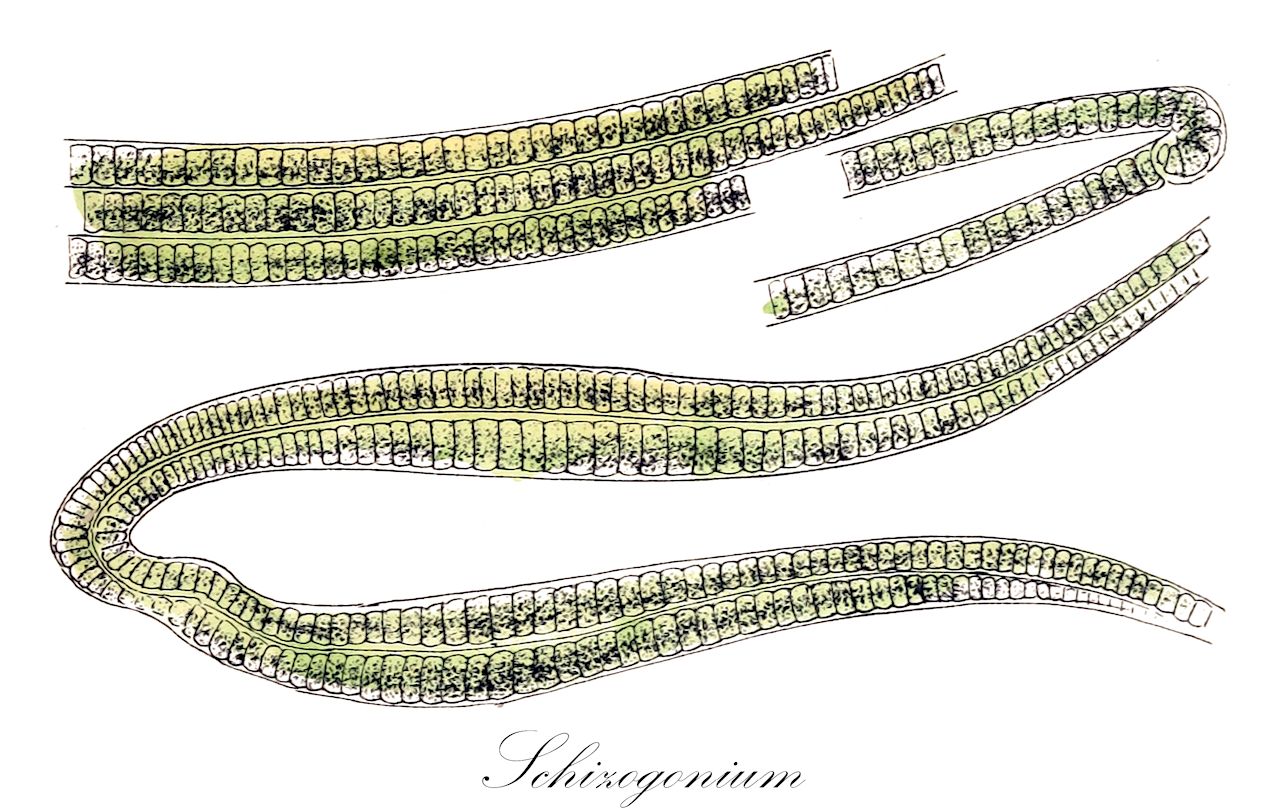 Schizogonium - Chlorophyta,Biota,Plantae,Chlorophyta,Chlorophytina,Trebouxiophyceae,Prasiolales,Prasiolaceae,Schizogonium