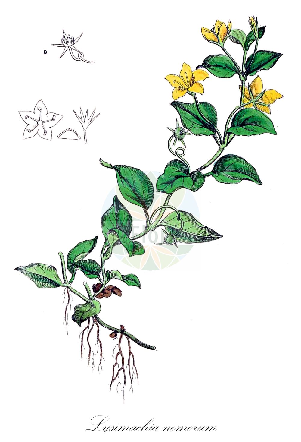 Historische Abbildung von Lysimachia nemorum (Hain-Gilbweiderich - Yellow Pimpernel). Das Bild zeigt Blatt, Bluete, Frucht und Same. ---- Historical Drawing of Lysimachia nemorum (Hain-Gilbweiderich - Yellow Pimpernel). The image is showing leaf, flower, fruit and seed.(Lysimachia nemorum,Hain-Gilbweiderich,Yellow Pimpernel,Lysimachia nemorum,Hain-Gilbweiderich,Yellow Pimpernel,Lysimachia,Gilbweiderich,Yellow Loosestrife,Primulaceae,Schlüsselblumengewächse,Primrose family,Blatt,Bluete,Frucht,Same,leaf,flower,fruit,seed,Sowerby (1790-1813))