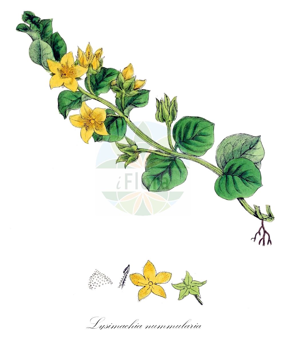 Historische Abbildung von Lysimachia nummularia (Pfennigkraut - Creeping-Jenny). Das Bild zeigt Blatt, Bluete, Frucht und Same. ---- Historical Drawing of Lysimachia nummularia (Pfennigkraut - Creeping-Jenny). The image is showing leaf, flower, fruit and seed.(Lysimachia nummularia,Pfennigkraut,Creeping-Jenny,Lysimachia nummularia,Pfennigkraut,Creeping-Jenny,Moneywort,Twopenny Grass,Lysimachia,Gilbweiderich,Yellow Loosestrife,Primulaceae,Schlüsselblumengewächse,Primrose family,Blatt,Bluete,Frucht,Same,leaf,flower,fruit,seed,Sowerby (1790-1813))