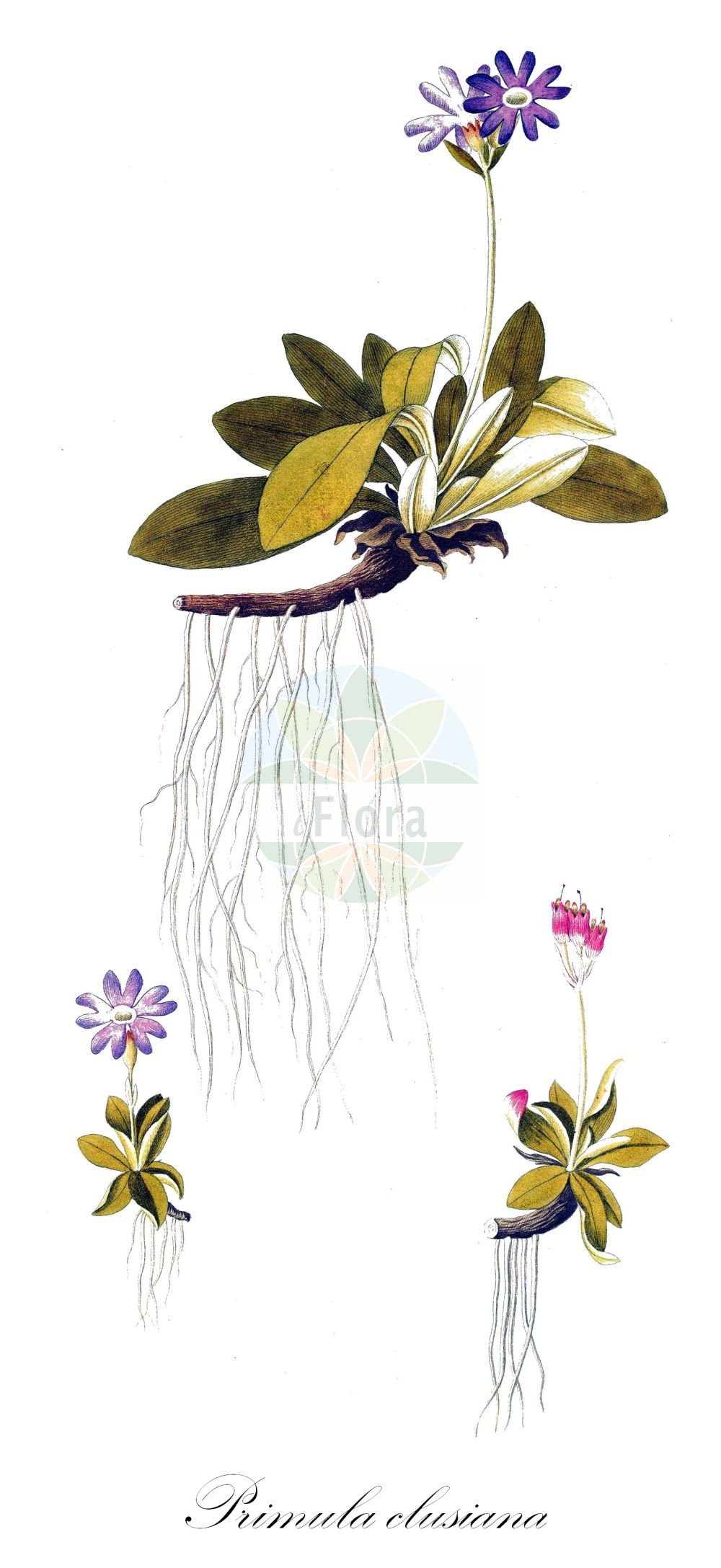Historische Abbildung von Primula clusiana (Clusius' Schlüsselblume - Siberian Primrose). Das Bild zeigt Blatt, Bluete, Frucht und Same. ---- Historical Drawing of Primula clusiana (Clusius' Schlüsselblume - Siberian Primrose). The image is showing leaf, flower, fruit and seed.(Primula clusiana,Clusius' Schlüsselblume,Siberian Primrose,Primula clusiana,Clusius' Schluesselblume,Nickende Primel,Siberian Primrose,Primula,Schlüsselblume,Primrose,Primulaceae,Schlüsselblumengewächse,Primrose family,Blatt,Bluete,Frucht,Same,leaf,flower,fruit,seed)