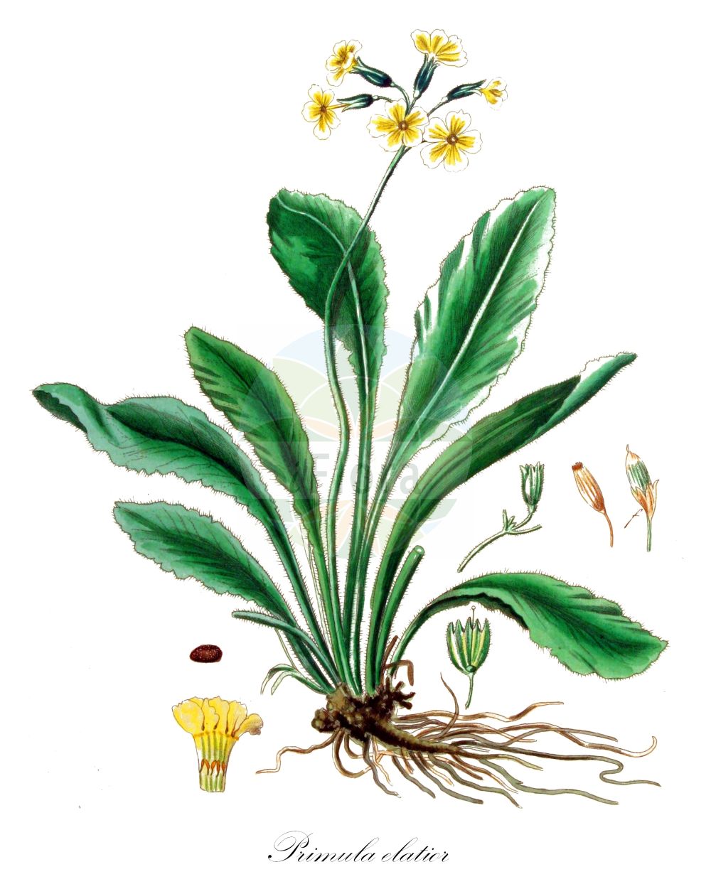 Historische Abbildung von Primula elatior (Hohe Schlüsselblume - Oxlip). Das Bild zeigt Blatt, Bluete, Frucht und Same. ---- Historical Drawing of Primula elatior (Hohe Schlüsselblume - Oxlip). The image is showing leaf, flower, fruit and seed.(Primula elatior,Hohe Schlüsselblume,Oxlip,Primula elatior,Primula perreiniana,Primula veris var. elatior,Hohe Schluesselblume,Grosse Schluesselblume,Hohe Primel,Oxlip,Paigle,Primula,Schlüsselblume,Primrose,Primulaceae,Schlüsselblumengewächse,Primrose family,Blatt,Bluete,Frucht,Same,leaf,flower,fruit,seed,Kops (1800-1934))
