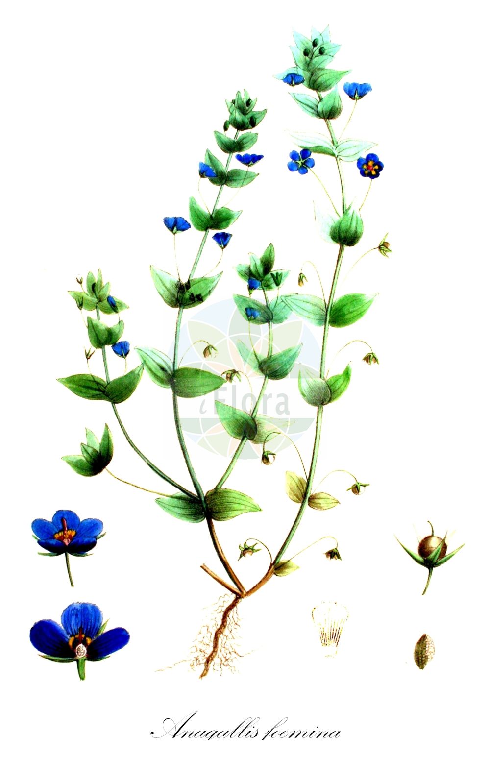 Historische Abbildung von Anagallis foemina (Blauer Gauchheil - Blue Pimpernel). Das Bild zeigt Blatt, Bluete, Frucht und Same. ---- Historical Drawing of Anagallis foemina (Blauer Gauchheil - Blue Pimpernel). The image is showing leaf, flower, fruit and seed.(Anagallis foemina,Blauer Gauchheil,Blue Pimpernel,Anagallis foemina,Blauer Gauchheil,Blue Pimpernel,Poorman's Weatherglass,Anagallis,Gauchheil,Pimpernel,Primulaceae,Schlüsselblumengewächse,Primrose family,Blatt,Bluete,Frucht,Same,leaf,flower,fruit,seed,Kops (1800-1934))
