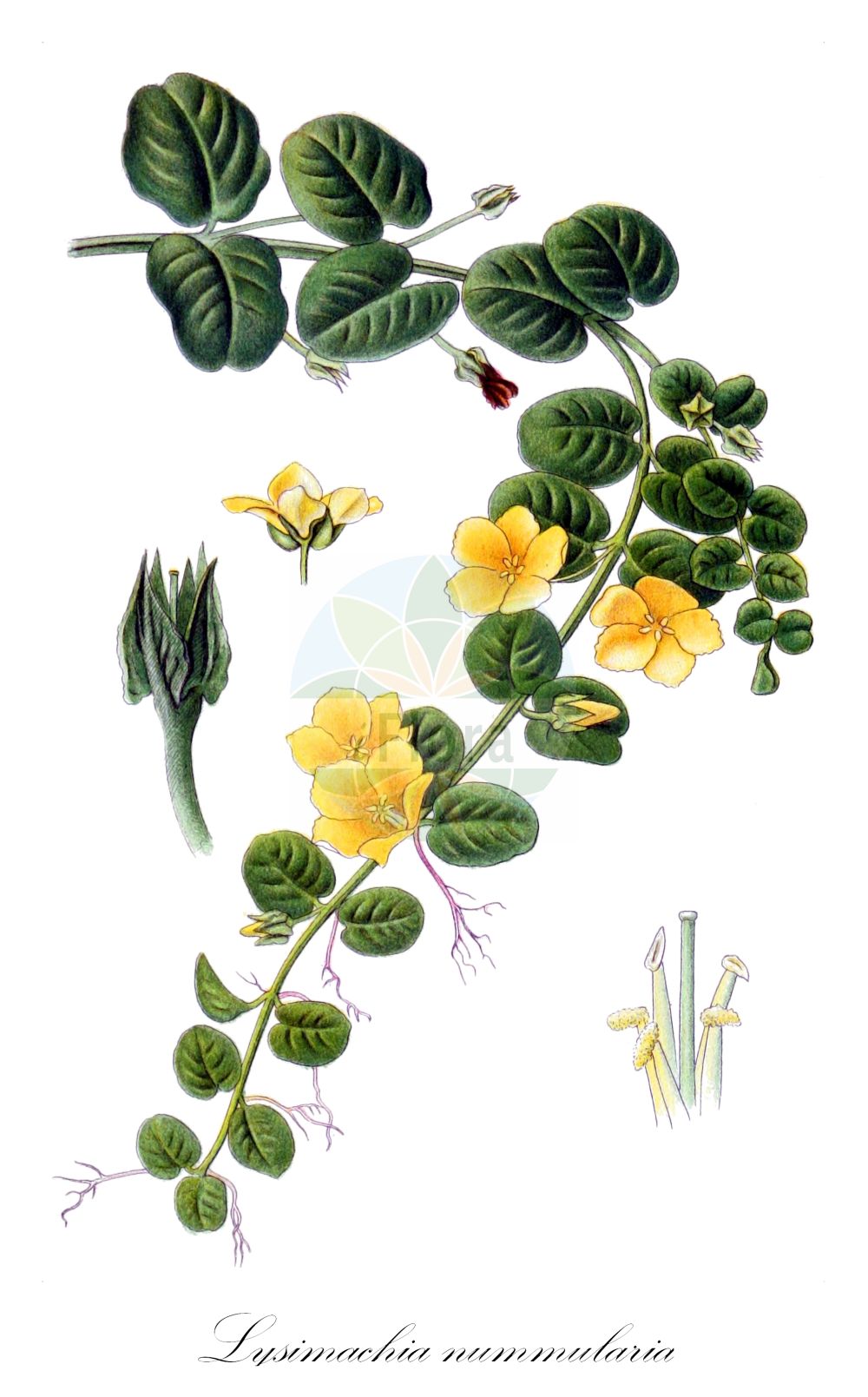 Historische Abbildung von Lysimachia nummularia (Pfennigkraut - Creeping-Jenny). Das Bild zeigt Blatt, Bluete, Frucht und Same. ---- Historical Drawing of Lysimachia nummularia (Pfennigkraut - Creeping-Jenny). The image is showing leaf, flower, fruit and seed.(Lysimachia nummularia,Pfennigkraut,Creeping-Jenny,Lysimachia nummularia,Pfennigkraut,Creeping-Jenny,Moneywort,Twopenny Grass,Lysimachia,Gilbweiderich,Yellow Loosestrife,Primulaceae,Schlüsselblumengewächse,Primrose family,Blatt,Bluete,Frucht,Same,leaf,flower,fruit,seed,Lindman (1901-1905))
