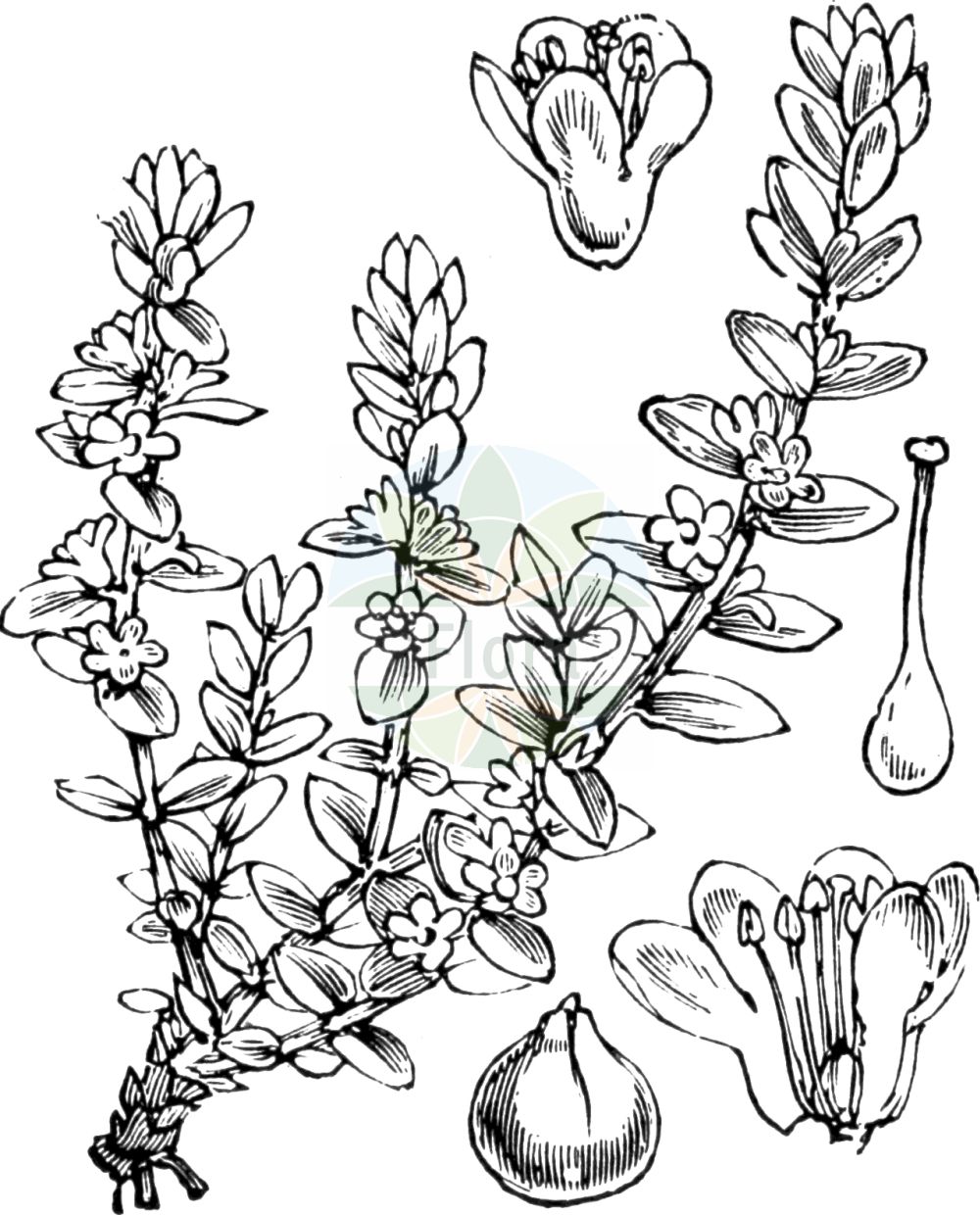 Historische Abbildung von Glaux maritima (Strand-Milchkraut - Sea-milkwort). Das Bild zeigt Blatt, Bluete, Frucht und Same. ---- Historical Drawing of Glaux maritima (Strand-Milchkraut - Sea-milkwort). The image is showing leaf, flower, fruit and seed.(Glaux maritima,Strand-Milchkraut,Sea-milkwort,Glaux maritima,Strand-Milchkraut,Strandmilchkraut,Sea-milkwort,Glaux,Milchkraut,Milkwort,Primulaceae,Schlüsselblumengewächse,Primrose family,Blatt,Bluete,Frucht,Same,leaf,flower,fruit,seed,Fitch et al. (1880))