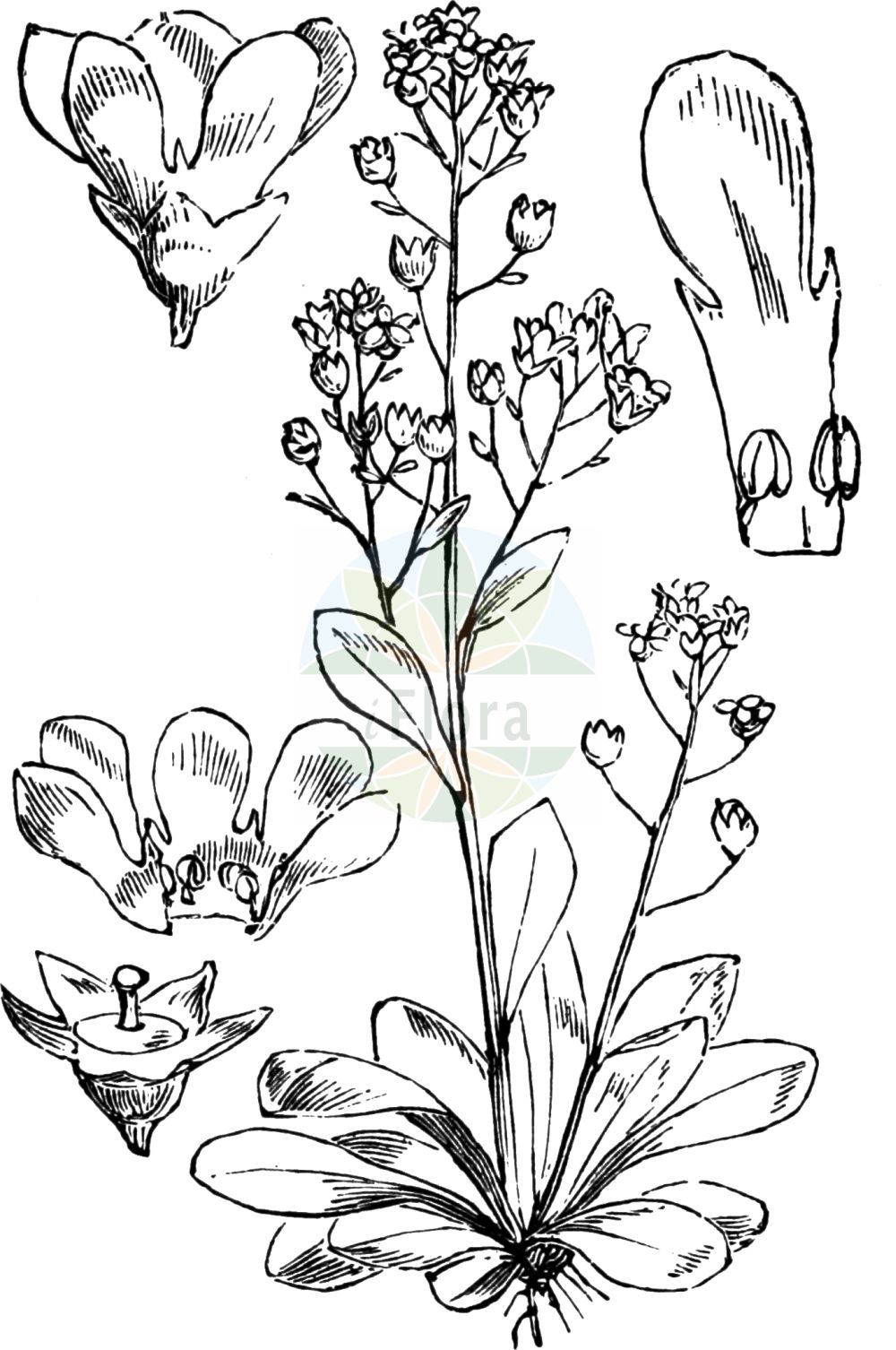 Historische Abbildung von Samolus valerandi (Salz-Bunge - Brookweed). Das Bild zeigt Blatt, Bluete, Frucht und Same. ---- Historical Drawing of Samolus valerandi (Salz-Bunge - Brookweed). The image is showing leaf, flower, fruit and seed.(Samolus valerandi,Salz-Bunge,Brookweed,Samolus valerandi,Salz-Bunge,Brookweed,Seaside Brookweed,Samolus,Salzbunge,Brookweed,Primulaceae,Schlüsselblumengewächse,Primrose family,Blatt,Bluete,Frucht,Same,leaf,flower,fruit,seed,Fitch et al. (1880))
