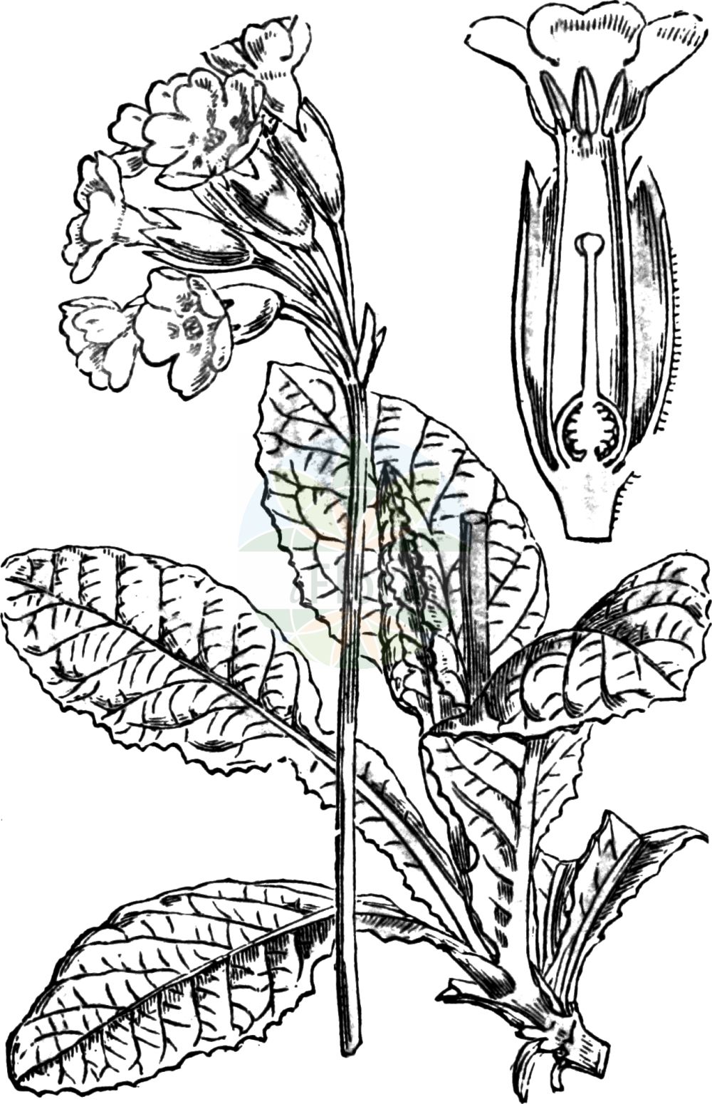 Historische Abbildung von Primula veris (Echte Schlüsselblume - Cowslip). Das Bild zeigt Blatt, Bluete, Frucht und Same. ---- Historical Drawing of Primula veris (Echte Schlüsselblume - Cowslip). The image is showing leaf, flower, fruit and seed.(Primula veris,Echte Schlüsselblume,Cowslip,Primula officinalis,Primula veris,Primula veris var. officinalis,Echte Schluesselblume,Duftende Schluesselblume,Echte Primel,Erd-Primel,Fruehlings-Schluesselblume,Gewoehnliche Wiesen-Schluesselblume,Himmelschluessel,Wiesen-Primel,Wiesen-Schluesselblume,Cowslip,Cowslip Primrose,Primula,Schlüsselblume,Primrose,Primulaceae,Schlüsselblumengewächse,Primrose family,Blatt,Bluete,Frucht,Same,leaf,flower,fruit,seed,Fitch et al. (1880))