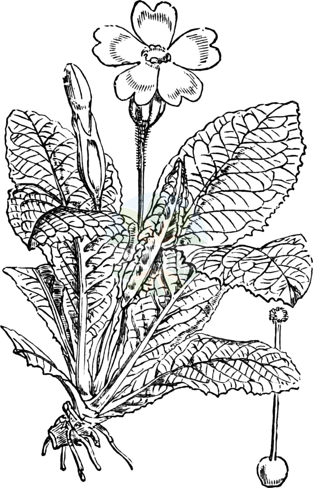 Historische Abbildung von Primula acaulis (Stängellose Schlüsselblume - Primrose). Das Bild zeigt Blatt, Bluete, Frucht und Same. ---- Historical Drawing of Primula acaulis (Stängellose Schlüsselblume - Primrose). The image is showing leaf, flower, fruit and seed.(Primula acaulis,Stängellose Schlüsselblume,Primrose,Primula acaulis,Primula vulgaris,Primula woronowii,Staengellose Schluesselblume,Stengellose Schluesselblume,Primrose,Common Primrose,English Primrose,Primula,Schlüsselblume,Primrose,Primulaceae,Schlüsselblumengewächse,Primrose family,Blatt,Bluete,Frucht,Same,leaf,flower,fruit,seed,Fitch et al. (1880))