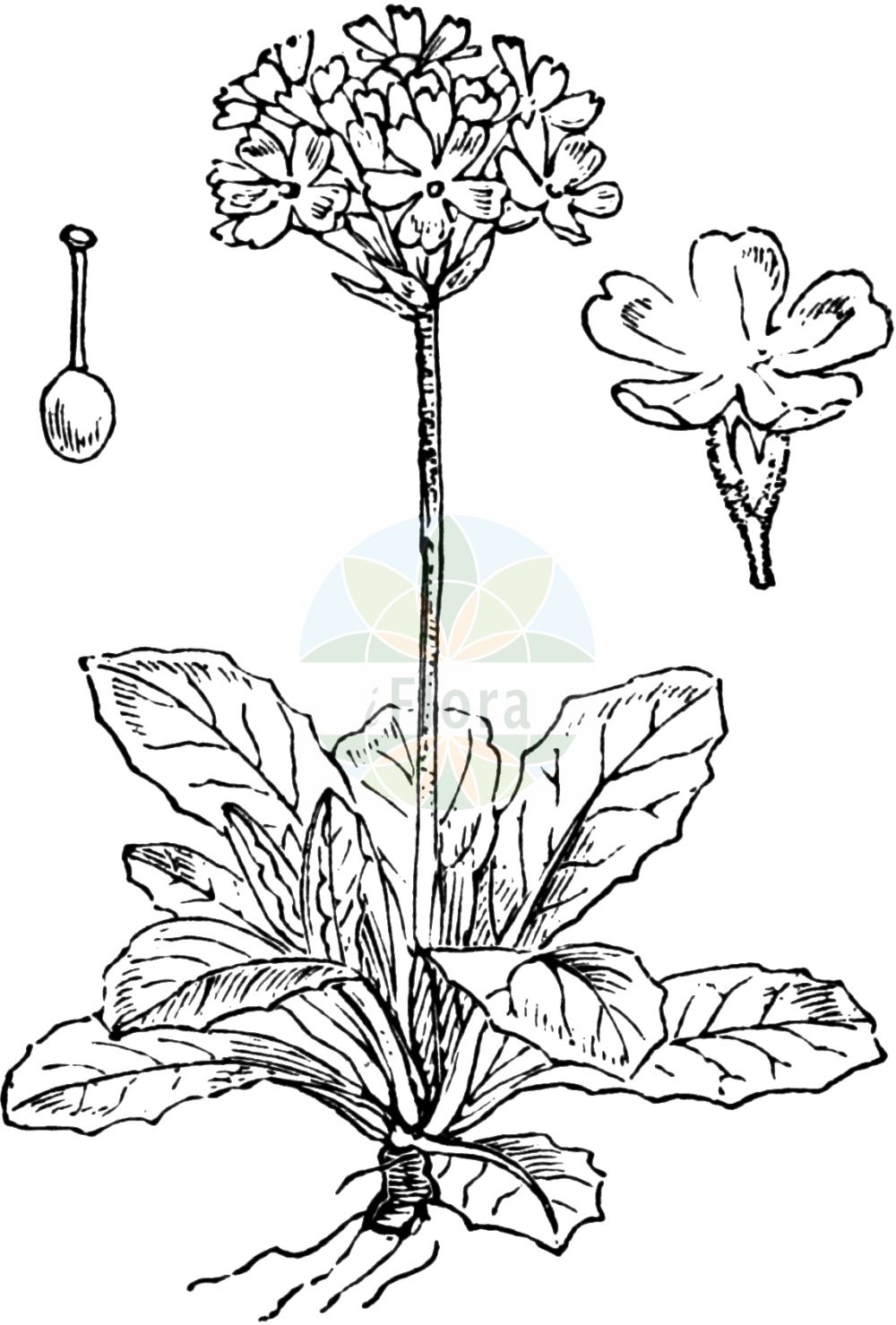 Historische Abbildung von Primula farinosa (Mehlige Schlüsselblume - Bird's-eye Primrose). Das Bild zeigt Blatt, Bluete, Frucht und Same. ---- Historical Drawing of Primula farinosa (Mehlige Schlüsselblume - Bird's-eye Primrose). The image is showing leaf, flower, fruit and seed.(Primula farinosa,Mehlige Schlüsselblume,Bird's-eye Primrose,Primula farinosa,Mehlige Schluesselblume,Mehl-Schluesselblume,Bird's-eye Primrose,Birdeye Primrose,Primula,Schlüsselblume,Primrose,Primulaceae,Schlüsselblumengewächse,Primrose family,Blatt,Bluete,Frucht,Same,leaf,flower,fruit,seed,Fitch et al. (1880))