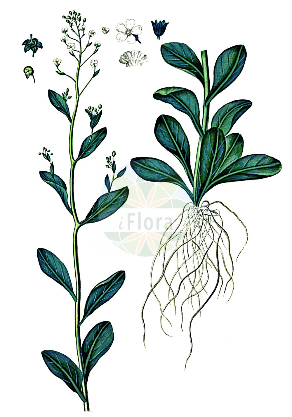 Historische Abbildung von Samolus valerandi (Salz-Bunge - Brookweed). Das Bild zeigt Blatt, Bluete, Frucht und Same. ---- Historical Drawing of Samolus valerandi (Salz-Bunge - Brookweed). The image is showing leaf, flower, fruit and seed.(Samolus valerandi,Salz-Bunge,Brookweed,Samolus valerandi,Salz-Bunge,Brookweed,Seaside Brookweed,Samolus,Salzbunge,Brookweed,Primulaceae,Schlüsselblumengewächse,Primrose family,Blatt,Bluete,Frucht,Same,leaf,flower,fruit,seed,Oeder (1761-1883))