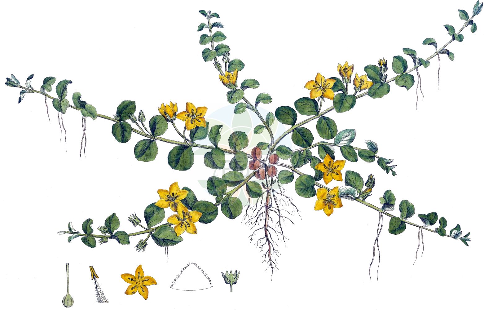 Historische Abbildung von Lysimachia nummularia (Pfennigkraut - Creeping-Jenny). Das Bild zeigt Blatt, Bluete, Frucht und Same. ---- Historical Drawing of Lysimachia nummularia (Pfennigkraut - Creeping-Jenny). The image is showing leaf, flower, fruit and seed.(Lysimachia nummularia,Pfennigkraut,Creeping-Jenny,Lysimachia nummularia,Pfennigkraut,Creeping-Jenny,Moneywort,Twopenny Grass,Lysimachia,Gilbweiderich,Yellow Loosestrife,Primulaceae,Schlüsselblumengewächse,Primrose family,Blatt,Bluete,Frucht,Same,leaf,flower,fruit,seed,Curtis (1777-1798))