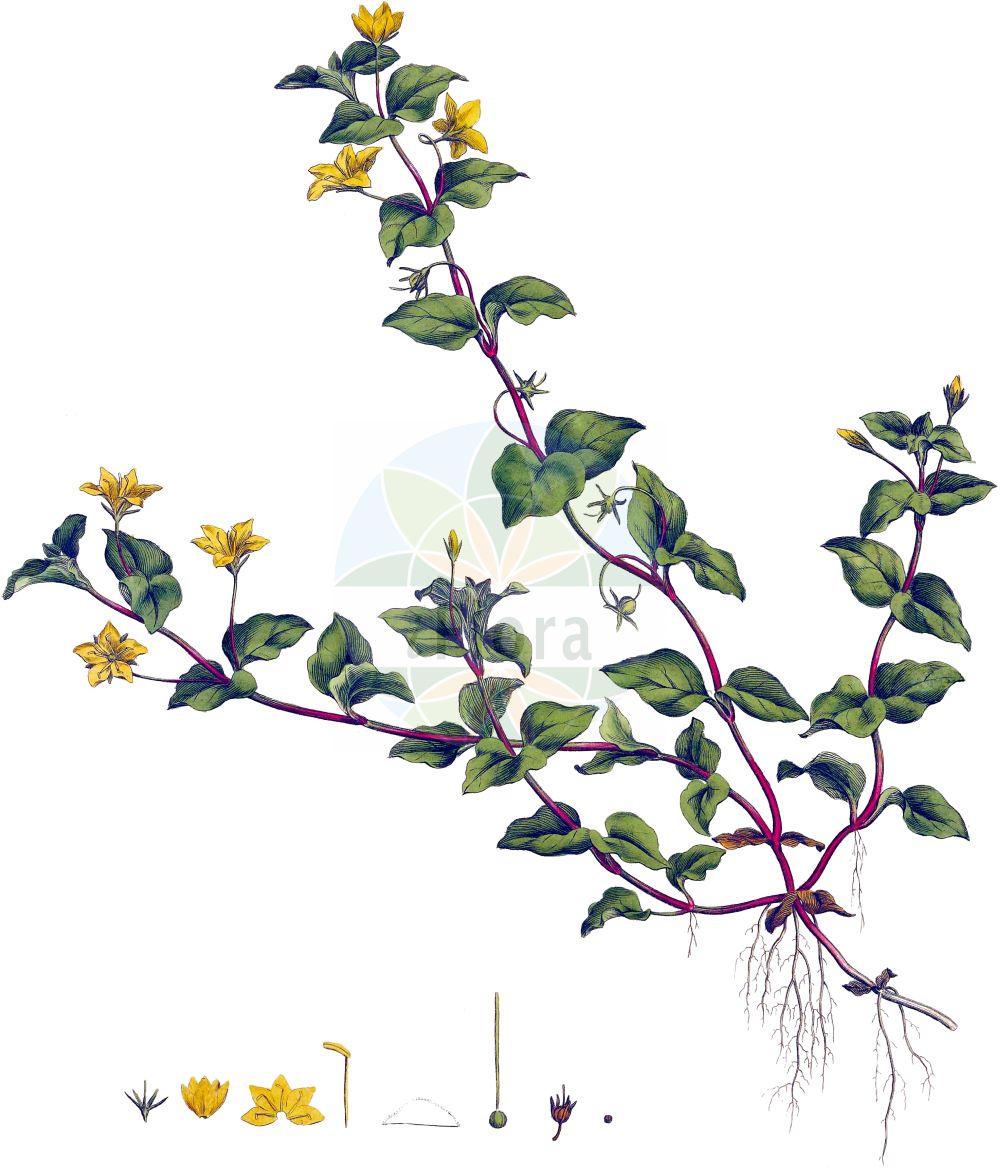 Historische Abbildung von Lysimachia nemorum (Hain-Gilbweiderich - Yellow Pimpernel). Das Bild zeigt Blatt, Bluete, Frucht und Same. ---- Historical Drawing of Lysimachia nemorum (Hain-Gilbweiderich - Yellow Pimpernel). The image is showing leaf, flower, fruit and seed.(Lysimachia nemorum,Hain-Gilbweiderich,Yellow Pimpernel,Lysimachia nemorum,Hain-Gilbweiderich,Yellow Pimpernel,Lysimachia,Gilbweiderich,Yellow Loosestrife,Primulaceae,Schlüsselblumengewächse,Primrose family,Blatt,Bluete,Frucht,Same,leaf,flower,fruit,seed,Curtis (1777-1798))