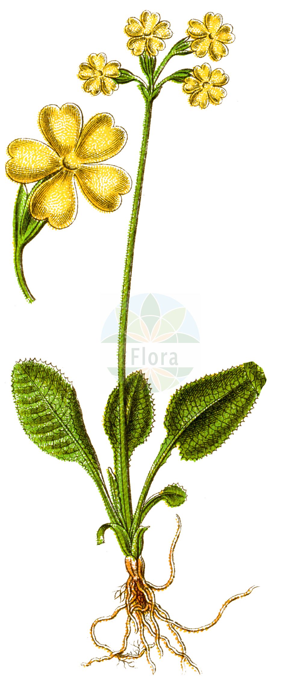 Historische Abbildung von Primula elatior (Hohe Schlüsselblume - Oxlip). Das Bild zeigt Blatt, Bluete, Frucht und Same. ---- Historical Drawing of Primula elatior (Hohe Schlüsselblume - Oxlip). The image is showing leaf, flower, fruit and seed.(Primula elatior,Hohe Schlüsselblume,Oxlip,Primula elatior,Primula perreiniana,Primula veris var. elatior,Hohe Schluesselblume,Grosse Schluesselblume,Hohe Primel,Oxlip,Paigle,Primula,Schlüsselblume,Primrose,Primulaceae,Schlüsselblumengewächse,Primrose family,Blatt,Bluete,Frucht,Same,leaf,flower,fruit,seed,Sturm (1796f))