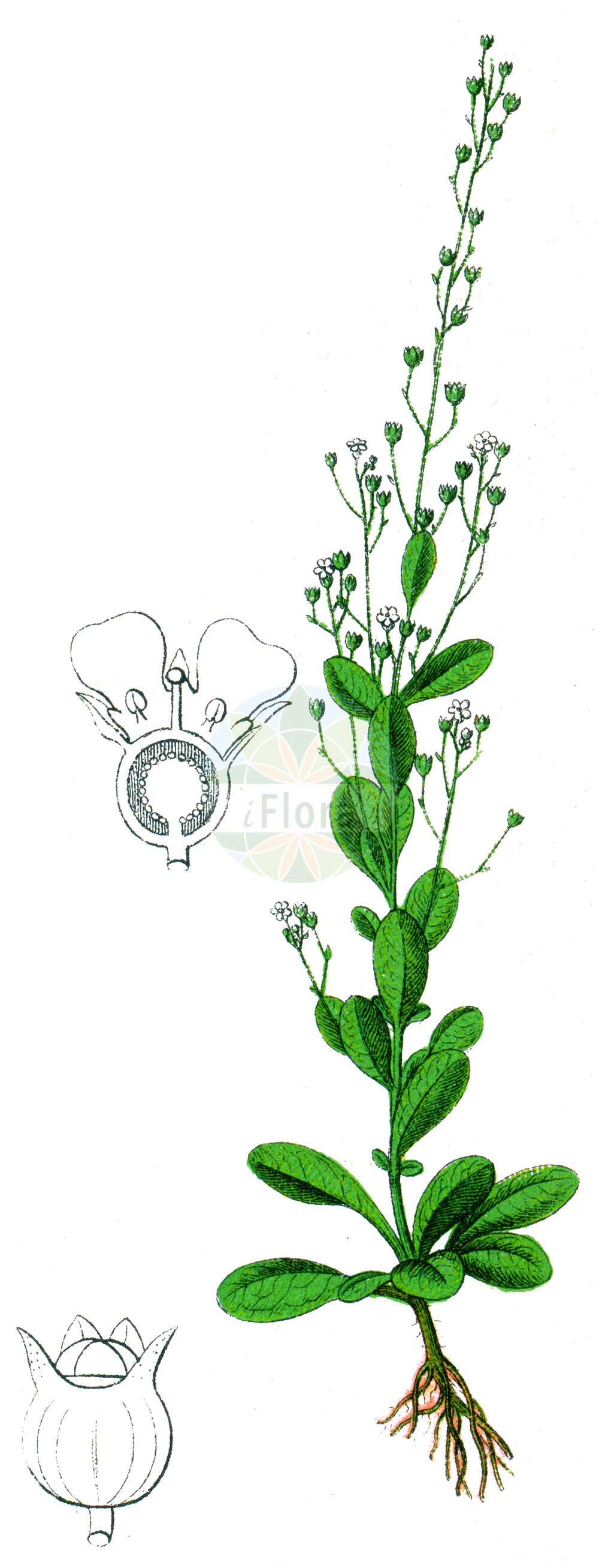 Historische Abbildung von Samolus valerandi (Salz-Bunge - Brookweed). Das Bild zeigt Blatt, Bluete, Frucht und Same. ---- Historical Drawing of Samolus valerandi (Salz-Bunge - Brookweed). The image is showing leaf, flower, fruit and seed.(Samolus valerandi,Salz-Bunge,Brookweed,Samolus valerandi,Salz-Bunge,Brookweed,Seaside Brookweed,Samolus,Salzbunge,Brookweed,Primulaceae,Schlüsselblumengewächse,Primrose family,Blatt,Bluete,Frucht,Same,leaf,flower,fruit,seed,Sturm (1796f))