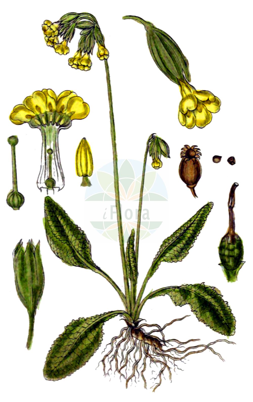 Historische Abbildung von Primula veris (Echte Schlüsselblume - Cowslip). Das Bild zeigt Blatt, Bluete, Frucht und Same. ---- Historical Drawing of Primula veris (Echte Schlüsselblume - Cowslip). The image is showing leaf, flower, fruit and seed.(Primula veris,Echte Schlüsselblume,Cowslip,Primula officinalis,Primula veris,Primula veris var. officinalis,Echte Schluesselblume,Duftende Schluesselblume,Echte Primel,Erd-Primel,Fruehlings-Schluesselblume,Gewoehnliche Wiesen-Schluesselblume,Himmelschluessel,Wiesen-Primel,Wiesen-Schluesselblume,Cowslip,Cowslip Primrose,Primula,Schlüsselblume,Primrose,Primulaceae,Schlüsselblumengewächse,Primrose family,Blatt,Bluete,Frucht,Same,leaf,flower,fruit,seed,Sturm (1796f))