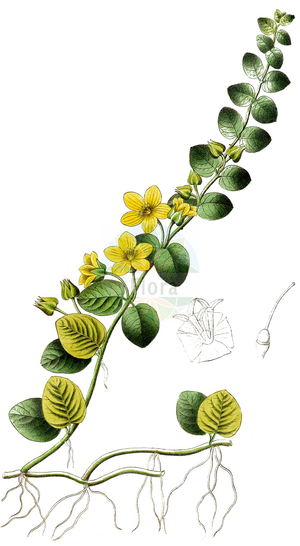 Historische Abbildung von Lysimachia nummularia (Pfennigkraut - Creeping-Jenny). Das Bild zeigt Blatt, Bluete, Frucht und Same. ---- Historical Drawing of Lysimachia nummularia (Pfennigkraut - Creeping-Jenny). The image is showing leaf, flower, fruit and seed.(Lysimachia nummularia,Pfennigkraut,Creeping-Jenny,Lysimachia nummularia,Pfennigkraut,Creeping-Jenny,Moneywort,Twopenny Grass,Lysimachia,Gilbweiderich,Yellow Loosestrife,Primulaceae,Schlüsselblumengewächse,Primrose family,Blatt,Bluete,Frucht,Same,leaf,flower,fruit,seed,Dietrich (1833-1844))