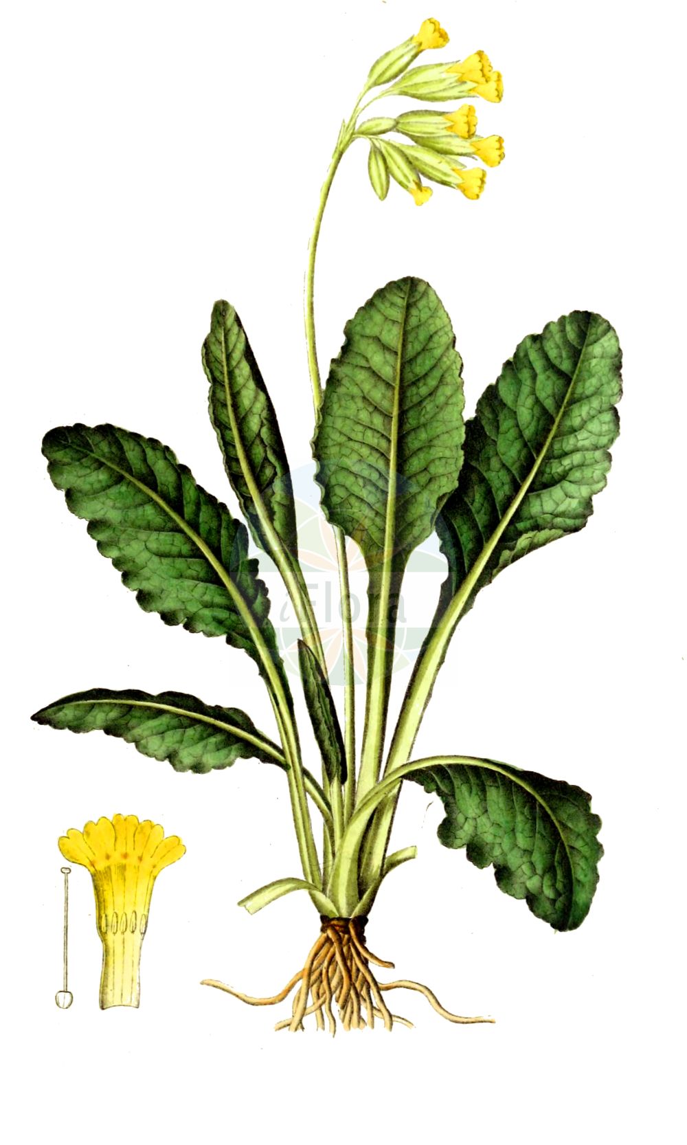 Historische Abbildung von Primula veris (Echte Schlüsselblume - Cowslip). Das Bild zeigt Blatt, Bluete, Frucht und Same. ---- Historical Drawing of Primula veris (Echte Schlüsselblume - Cowslip). The image is showing leaf, flower, fruit and seed.(Primula veris,Echte Schlüsselblume,Cowslip,Primula officinalis,Primula veris,Primula veris var. officinalis,Echte Schluesselblume,Duftende Schluesselblume,Echte Primel,Erd-Primel,Fruehlings-Schluesselblume,Gewoehnliche Wiesen-Schluesselblume,Himmelschluessel,Wiesen-Primel,Wiesen-Schluesselblume,Cowslip,Cowslip Primrose,Primula,Schlüsselblume,Primrose,Primulaceae,Schlüsselblumengewächse,Primrose family,Blatt,Bluete,Frucht,Same,leaf,flower,fruit,seed,Dietrich (1833-1844))